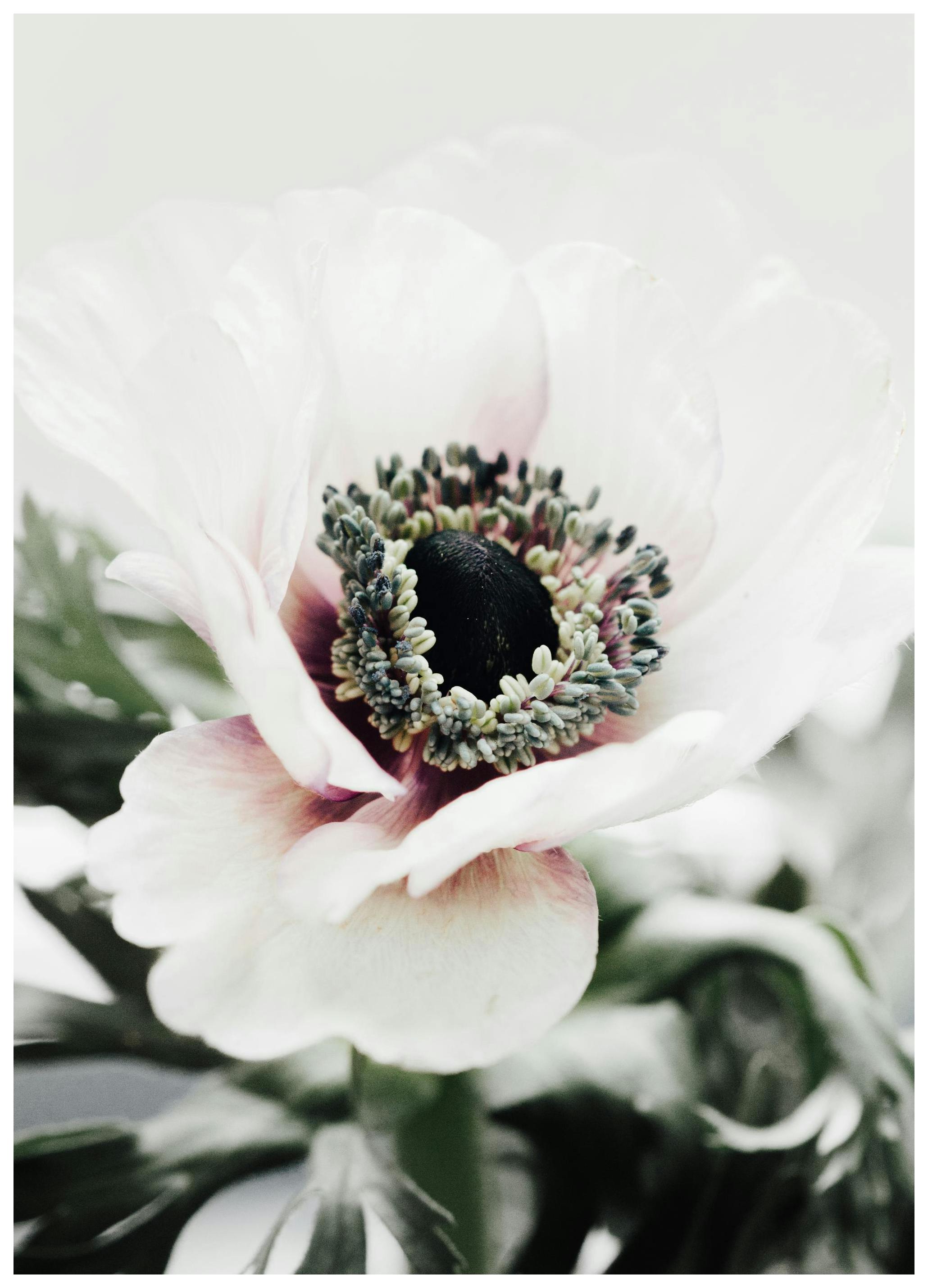 Anemone Flower Plakat (21x30 cm) - Poster Store