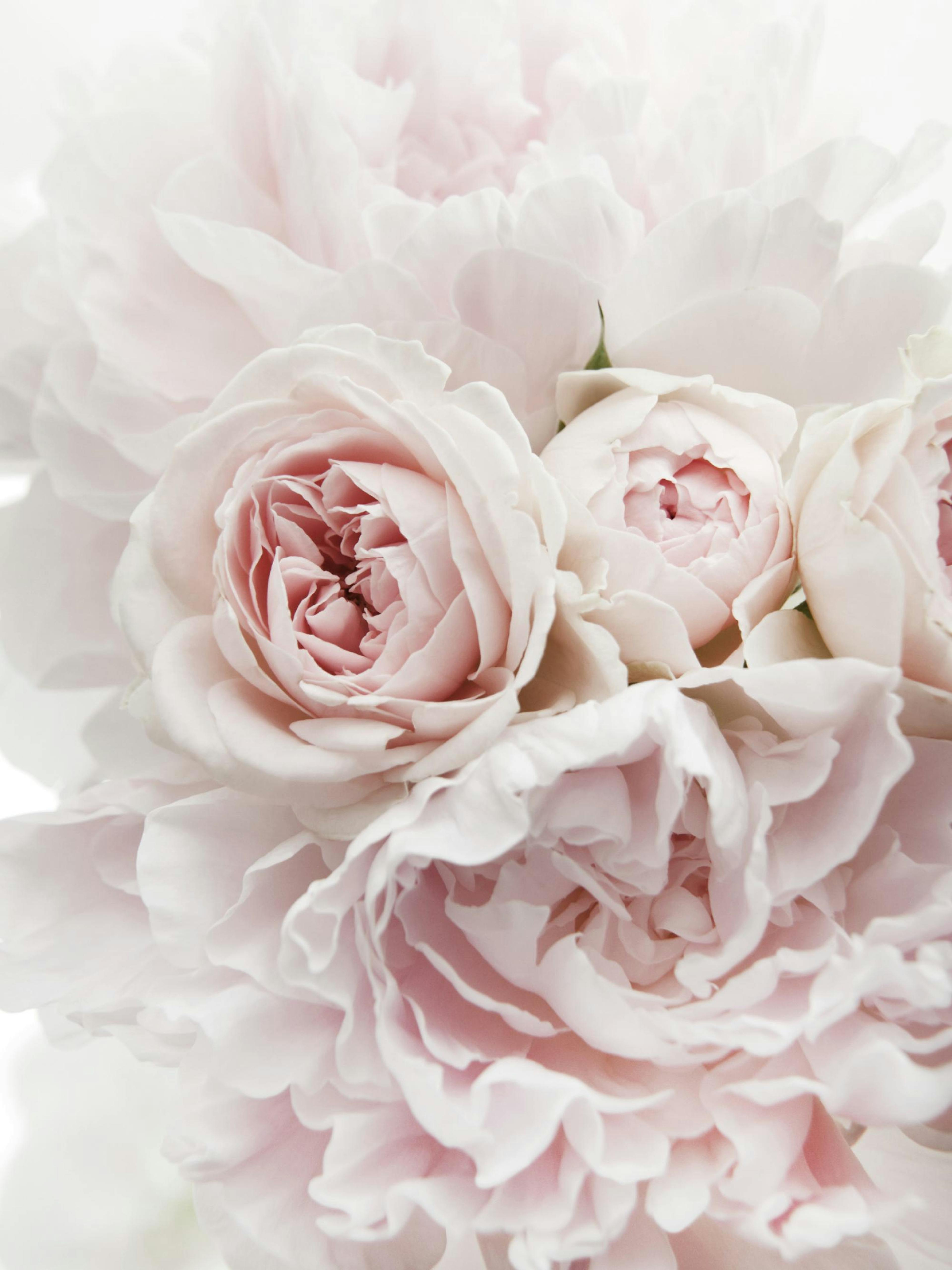 Pink Flowers Poster 0