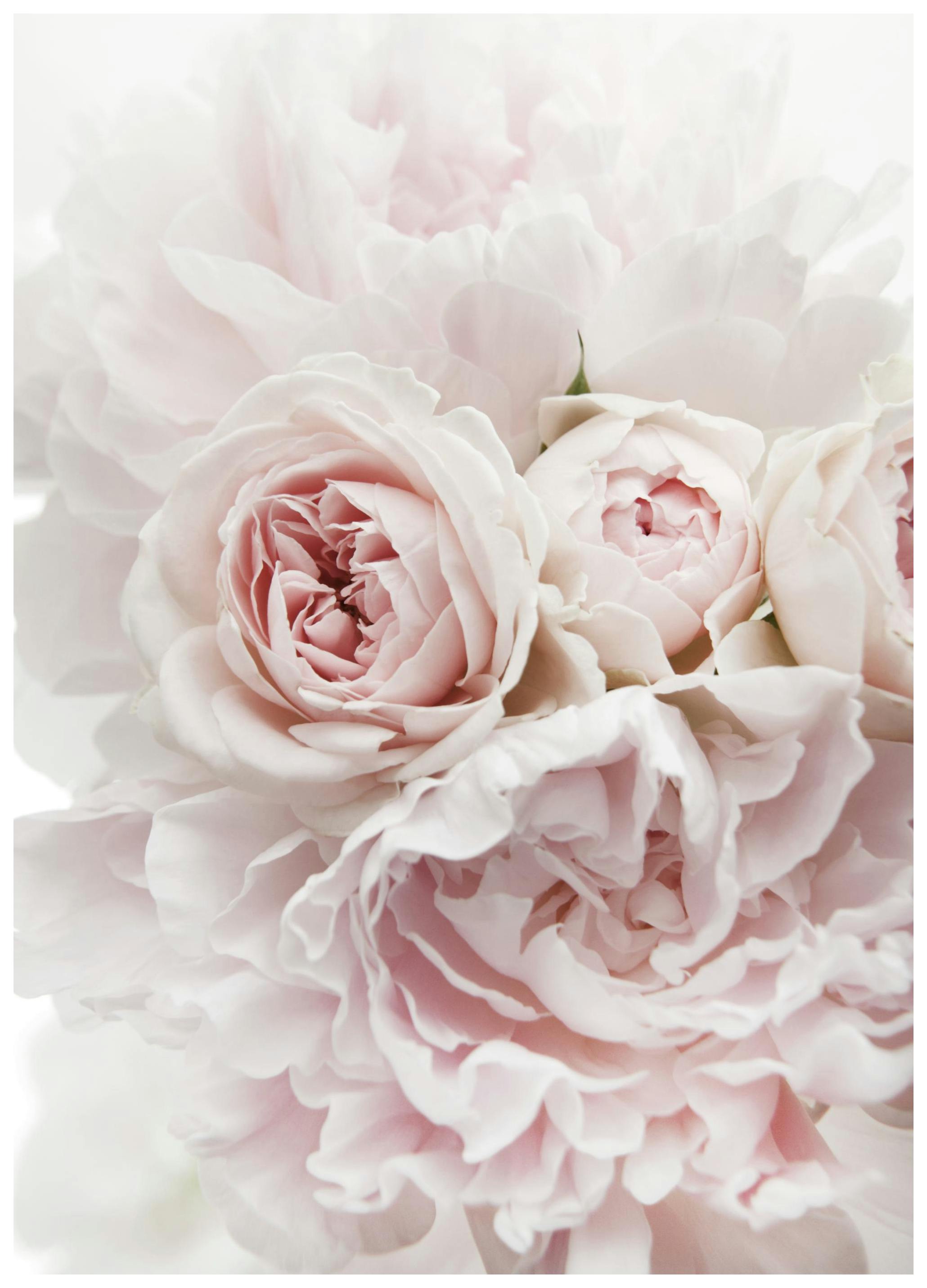 Pink Flowers Plakat (13x18 cm) - Poster Store