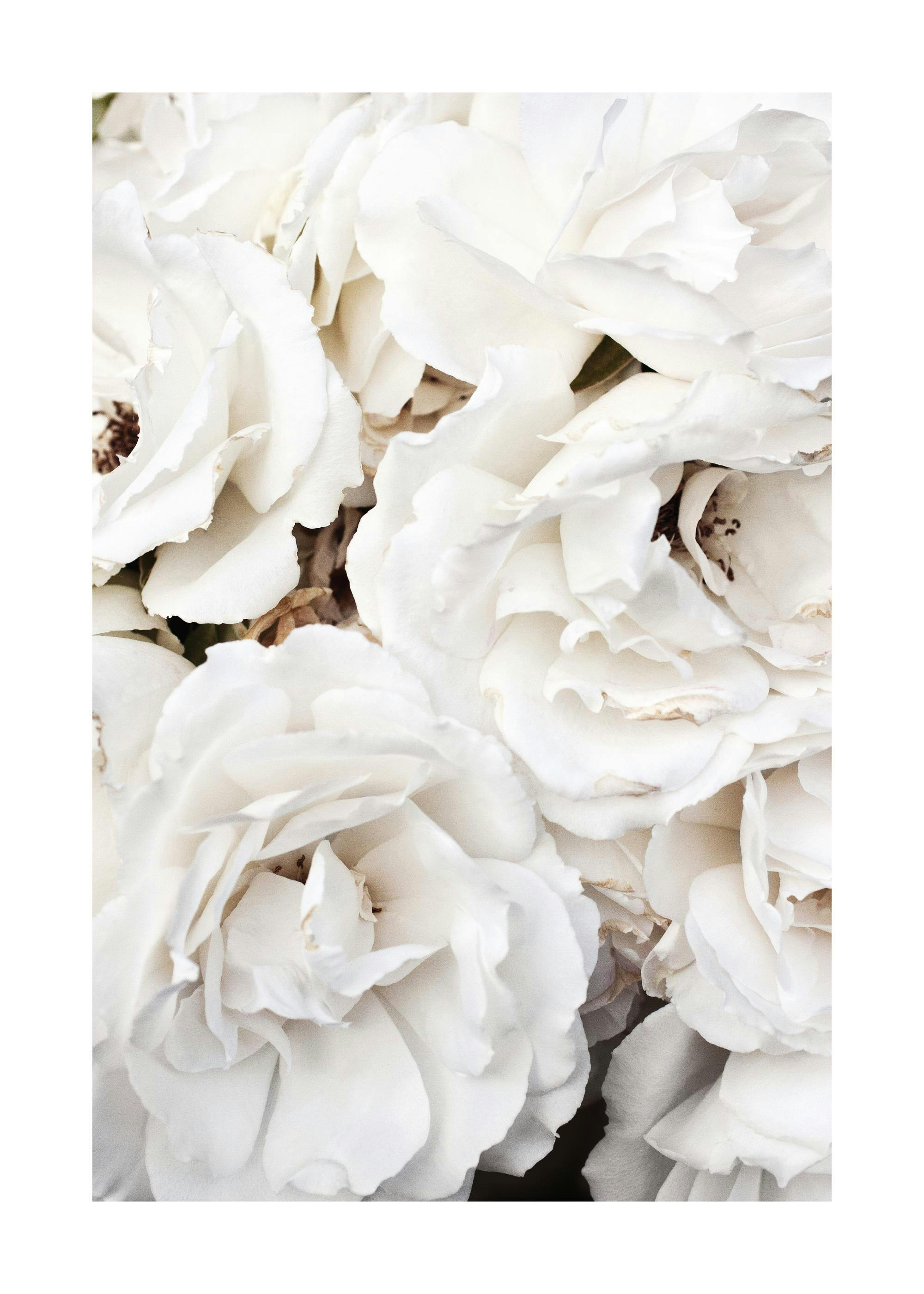 White Flowers Poster 0
