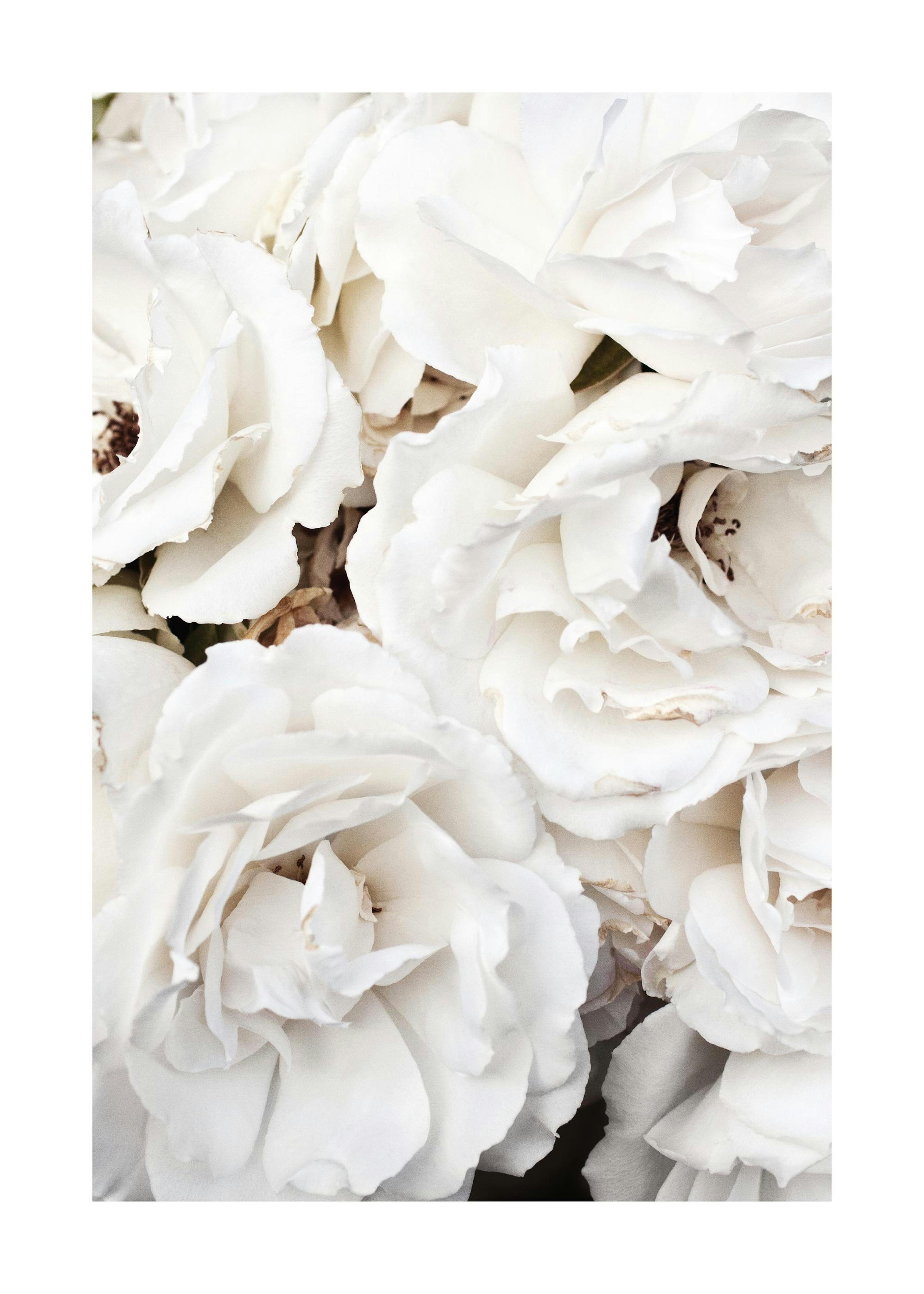 White Flowers Poster 0