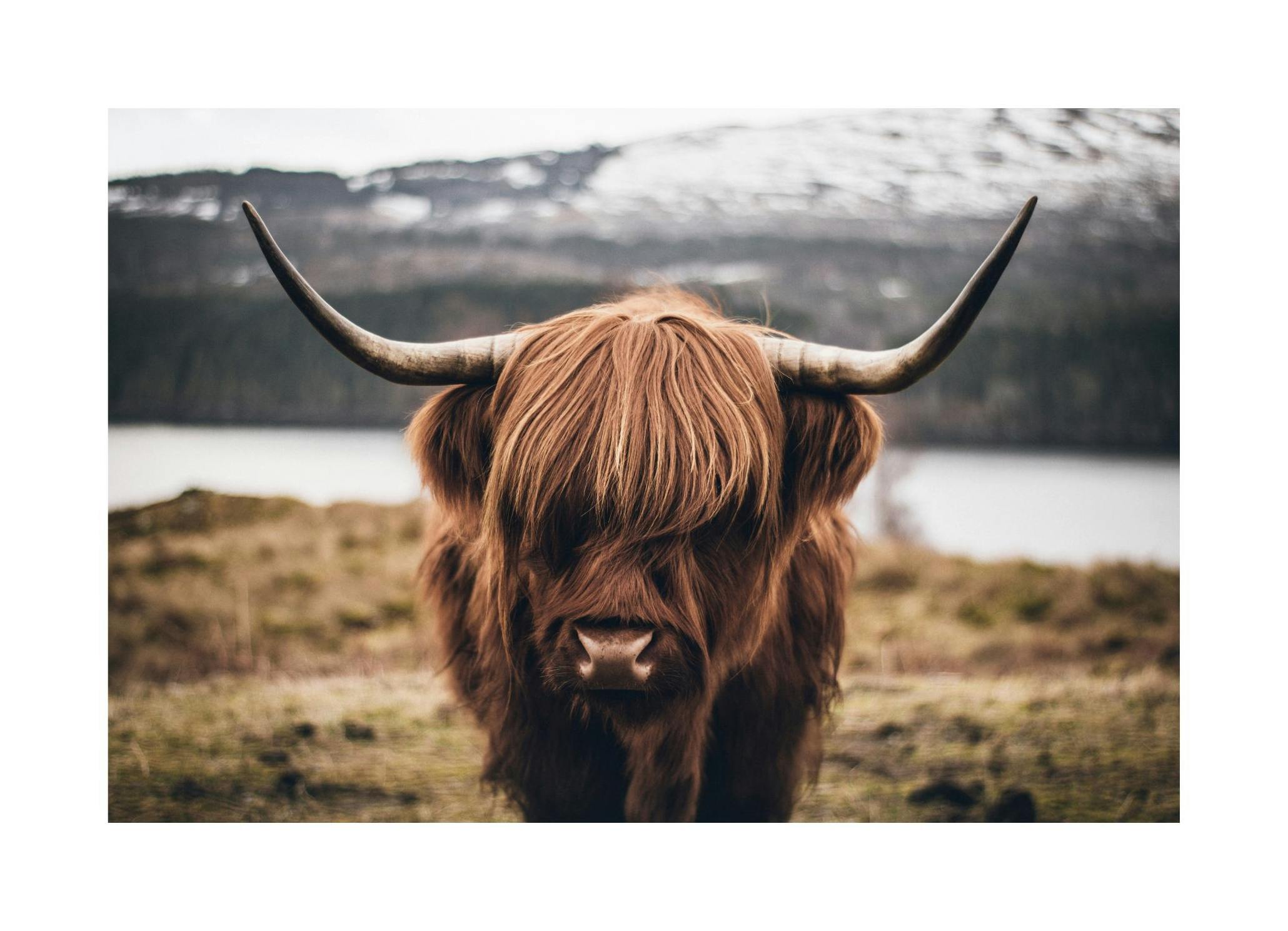 Highland Plakat (30x40 cm) - Poster Store