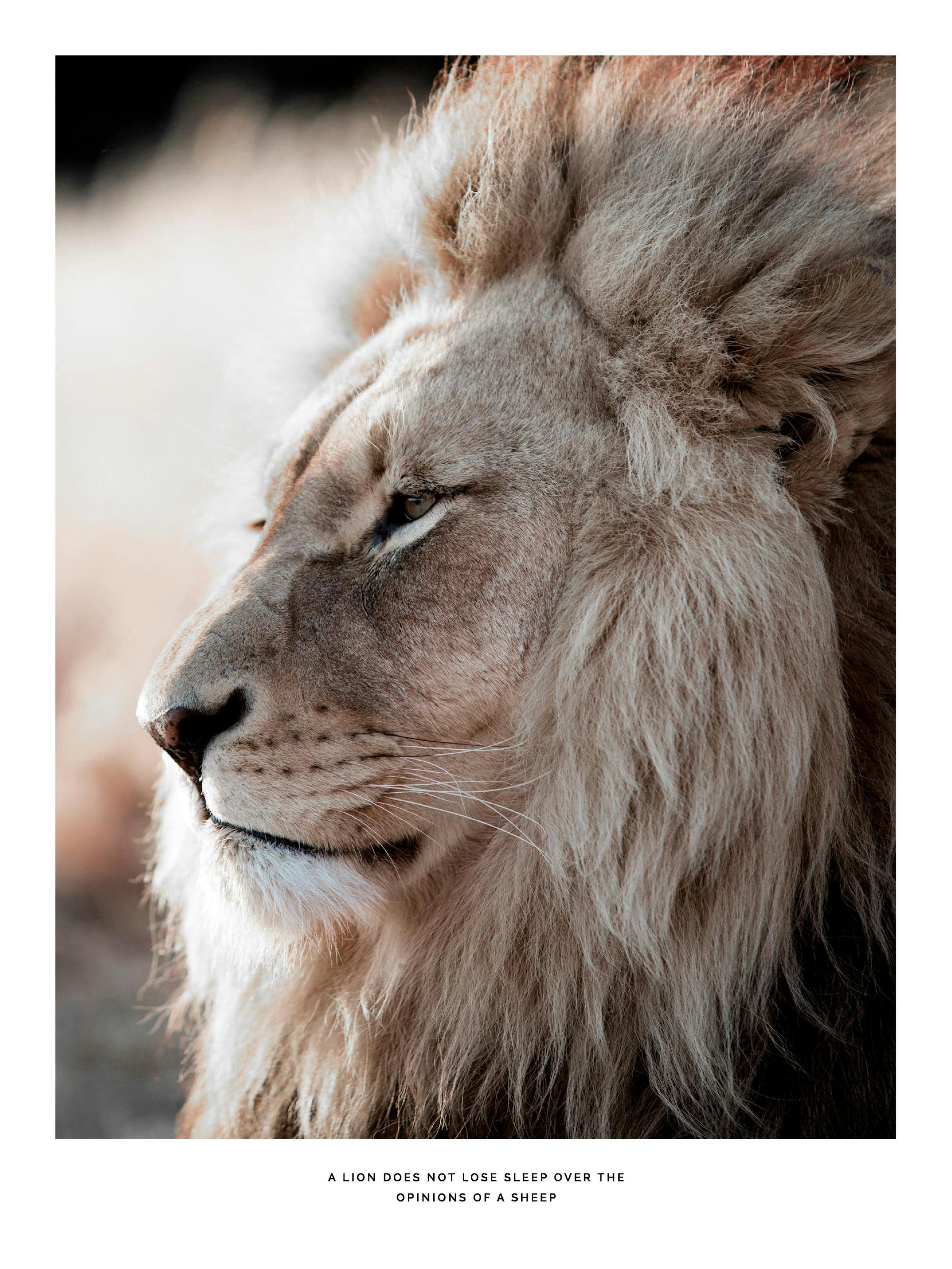 Lion at Sunset Poster thumbnail