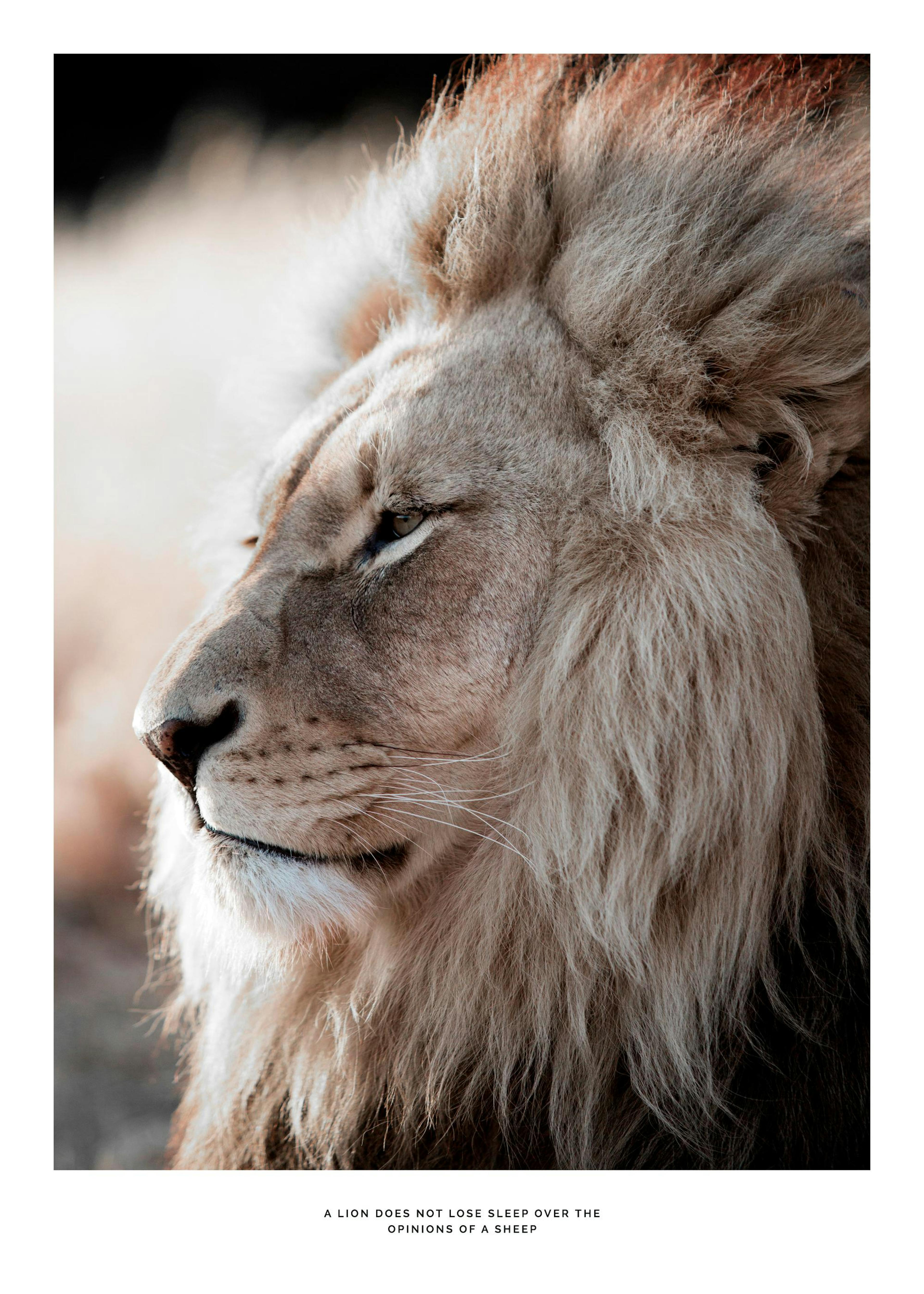 Lion at Sunset Poster 0