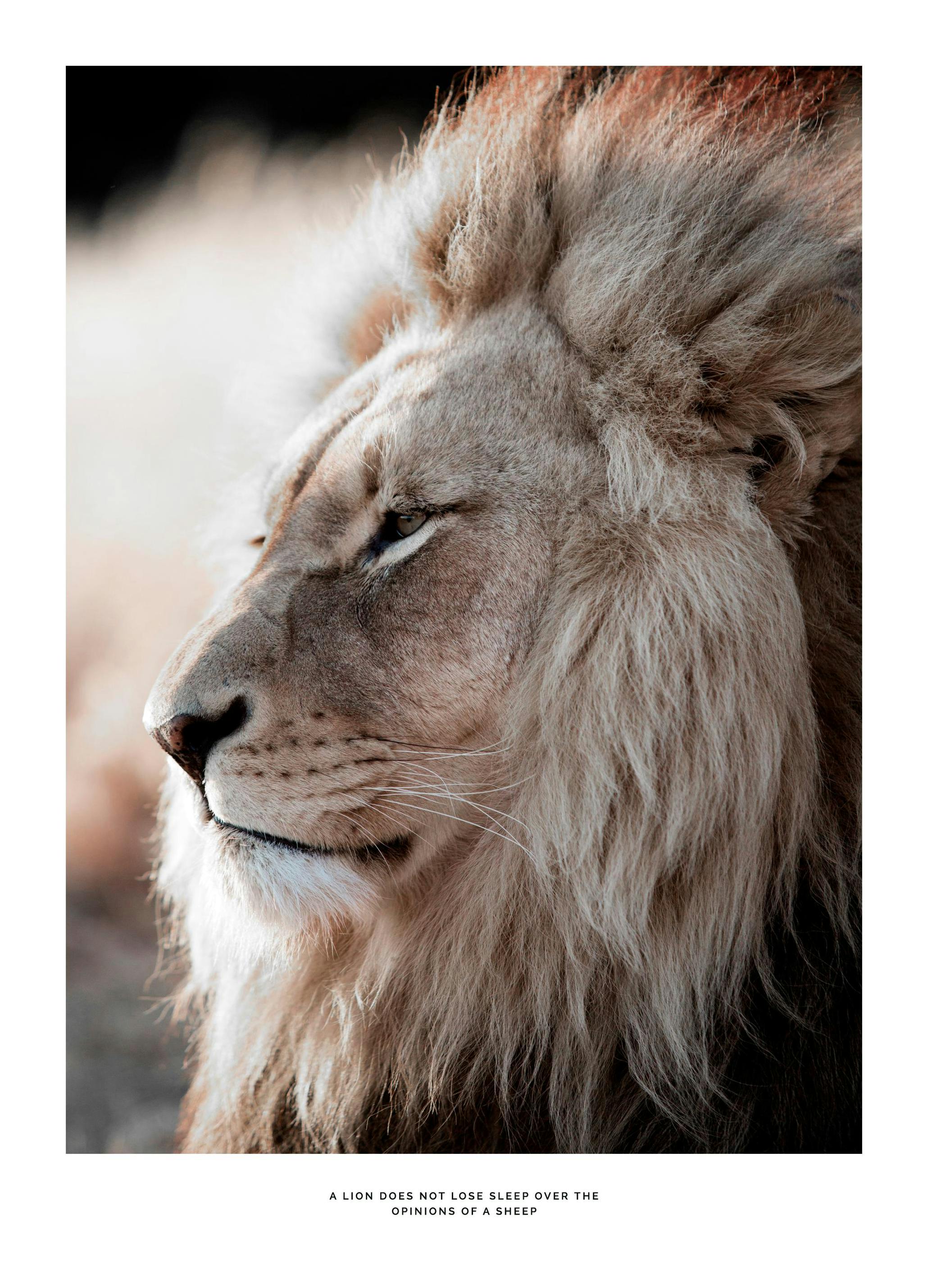 Lion at Sunset Poster (30x40 cm) - Poster Store