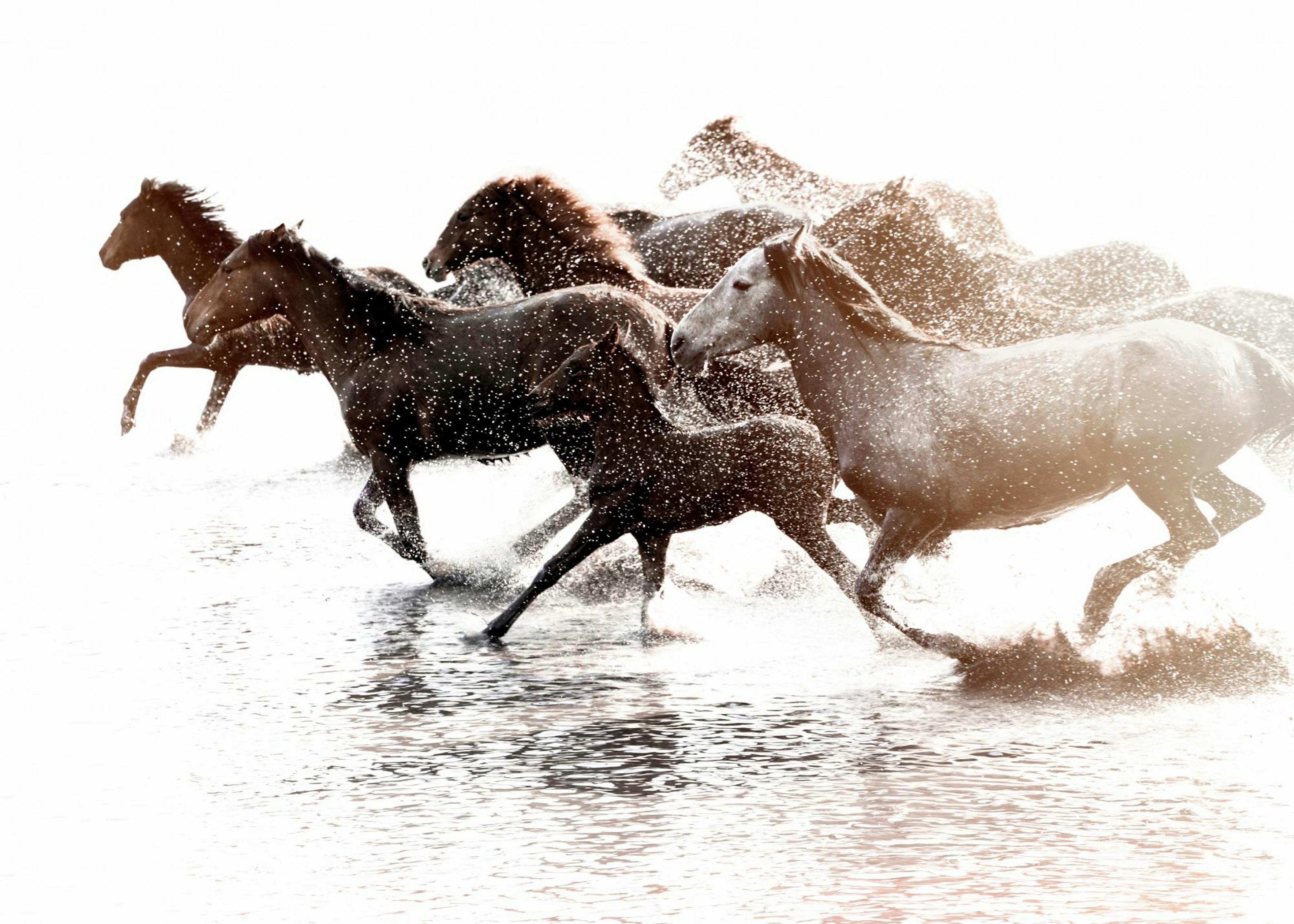 Wild horses. Affiche 0