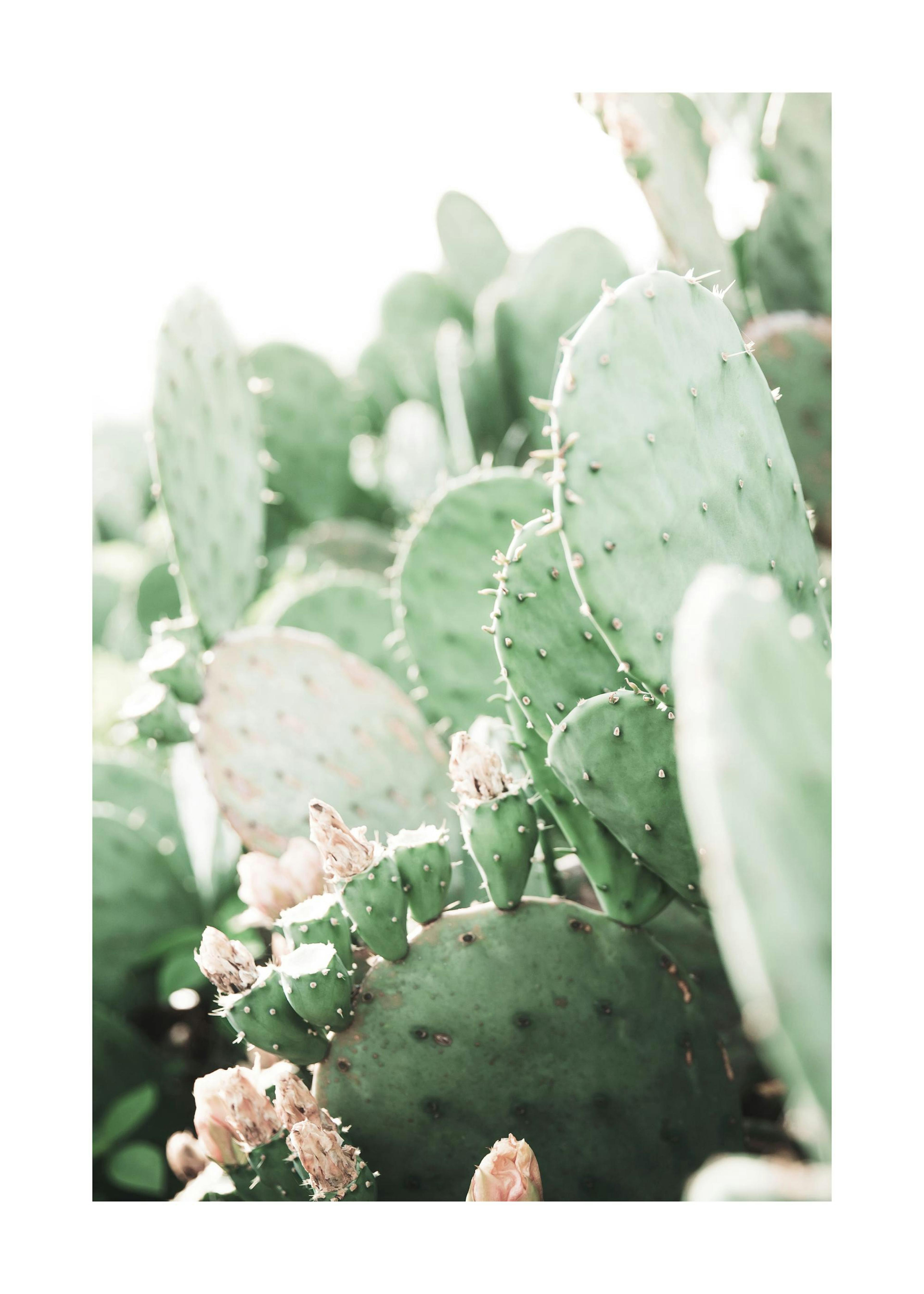 Prickly Pear Cactus Poster 0