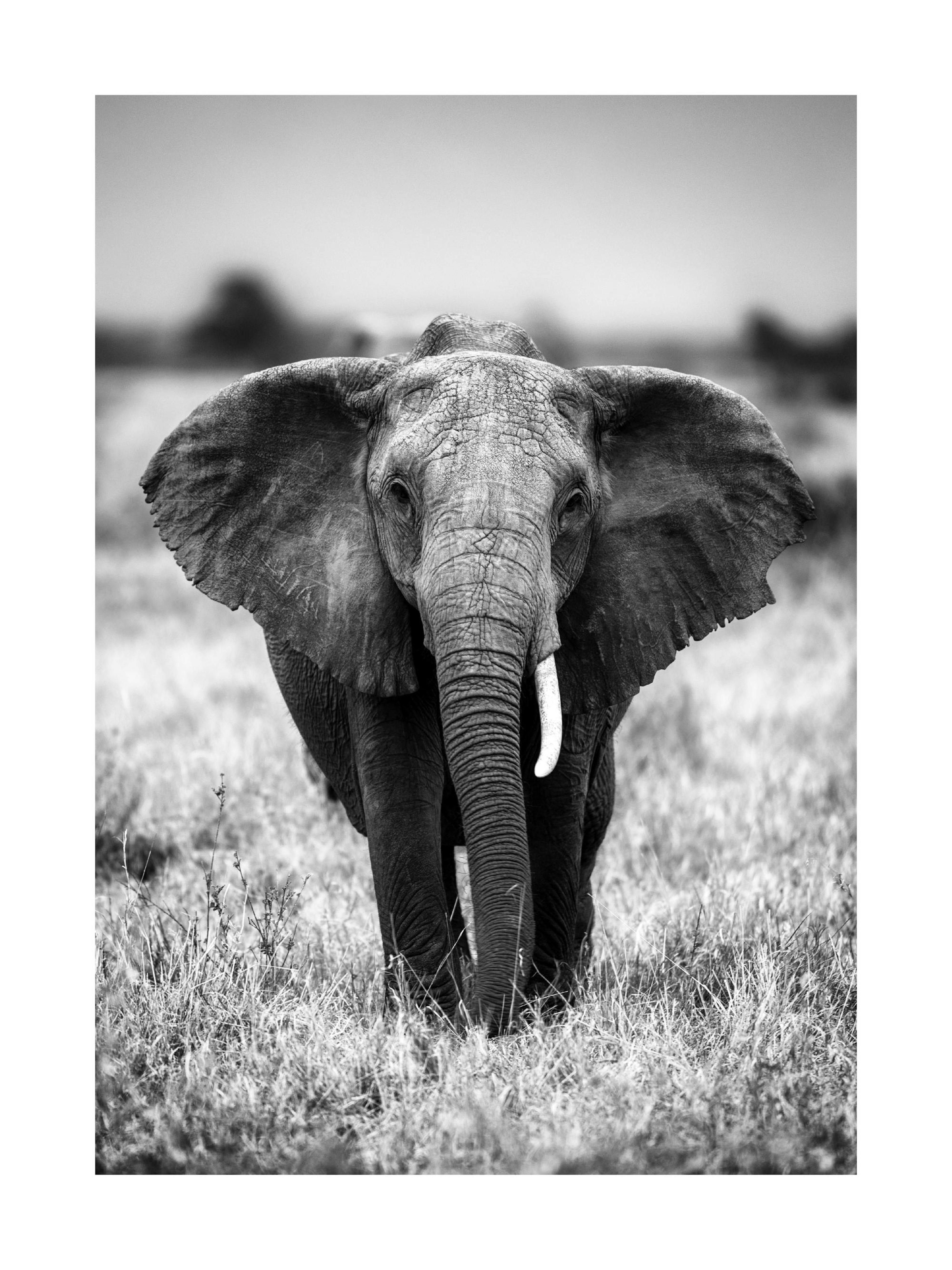 Elephant in the Wild Poster thumbnail
