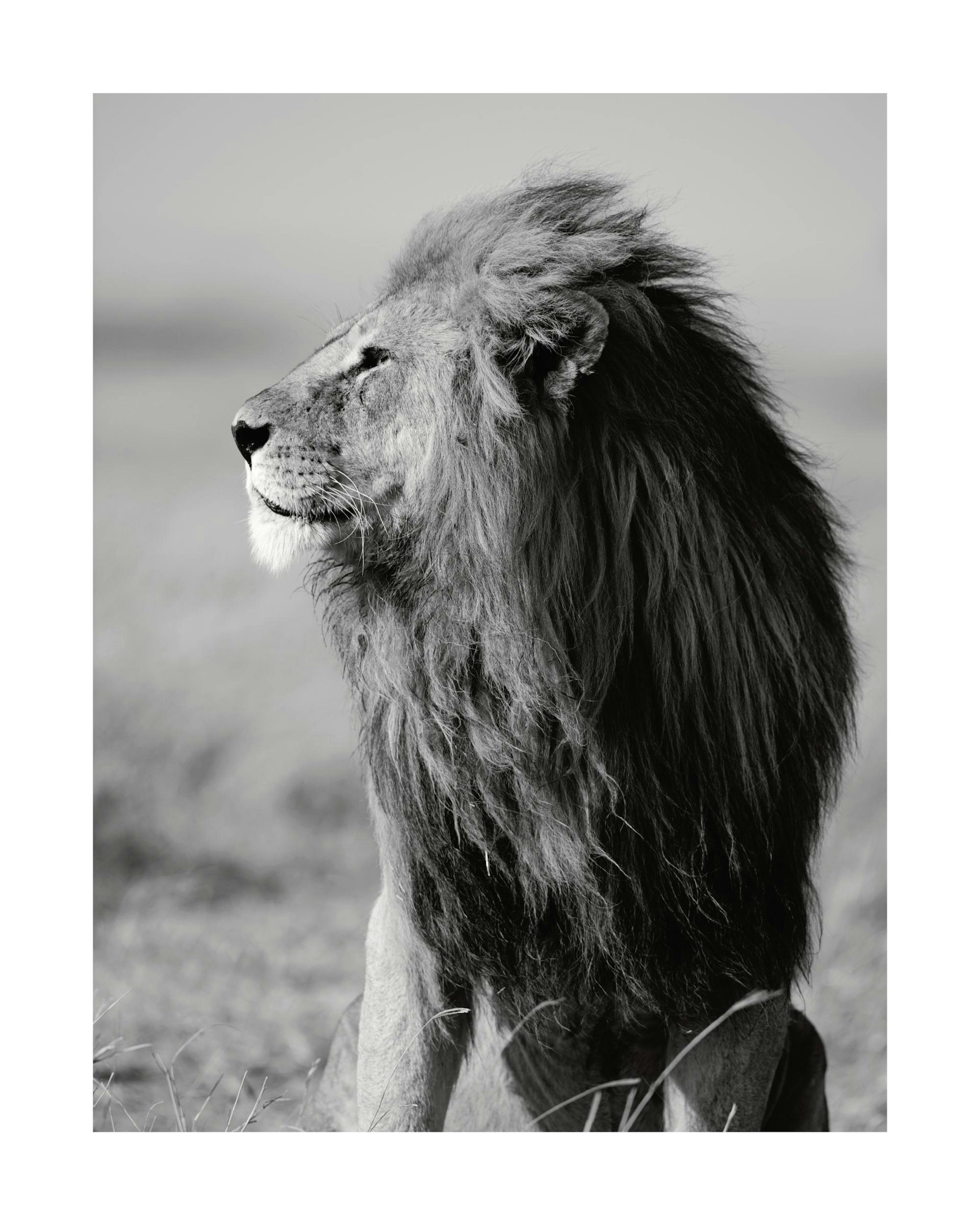 Lion in the wild Poster thumbnail