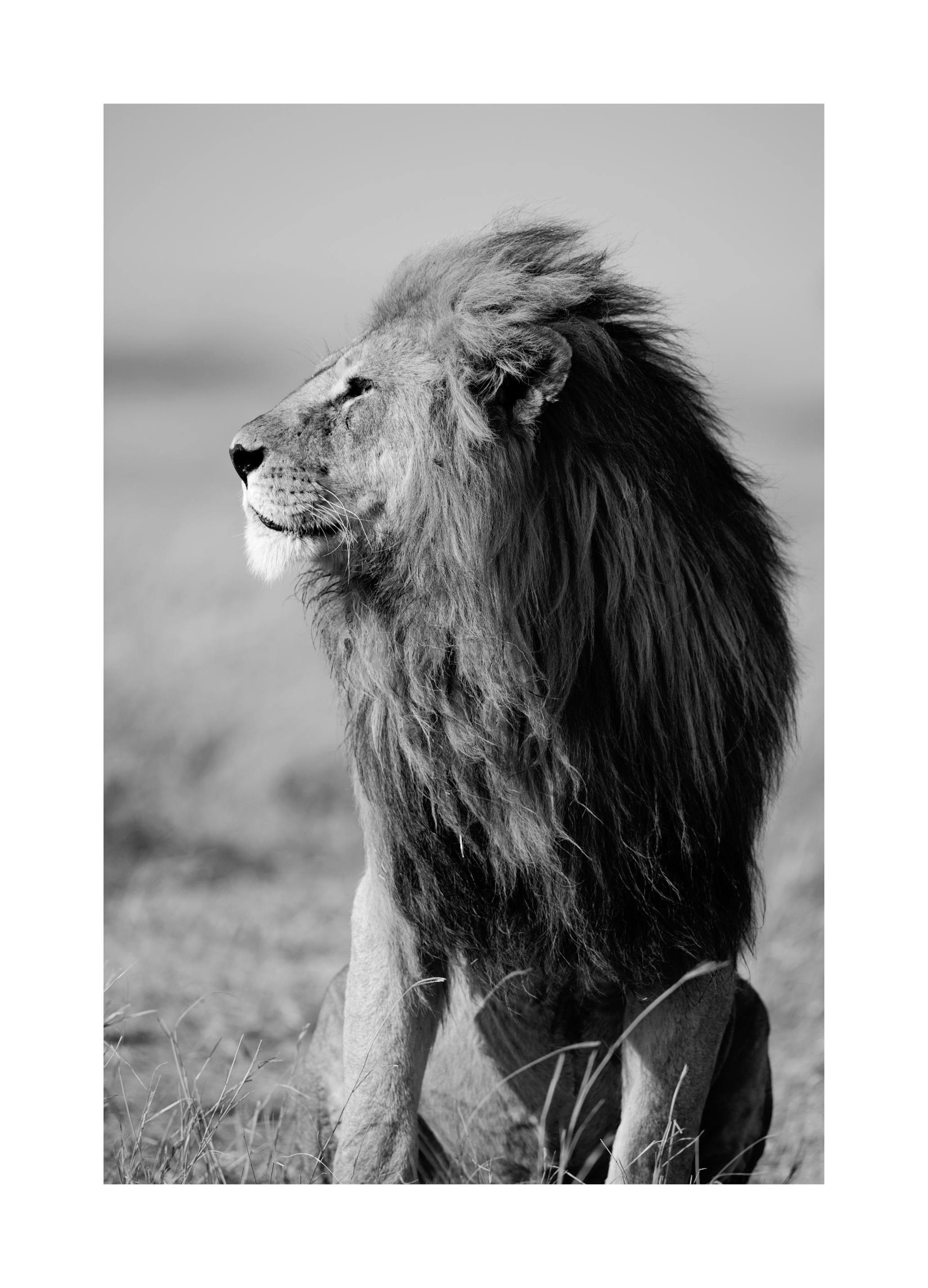 Lion in the wild Poster (70x100 cm) - Poster Store