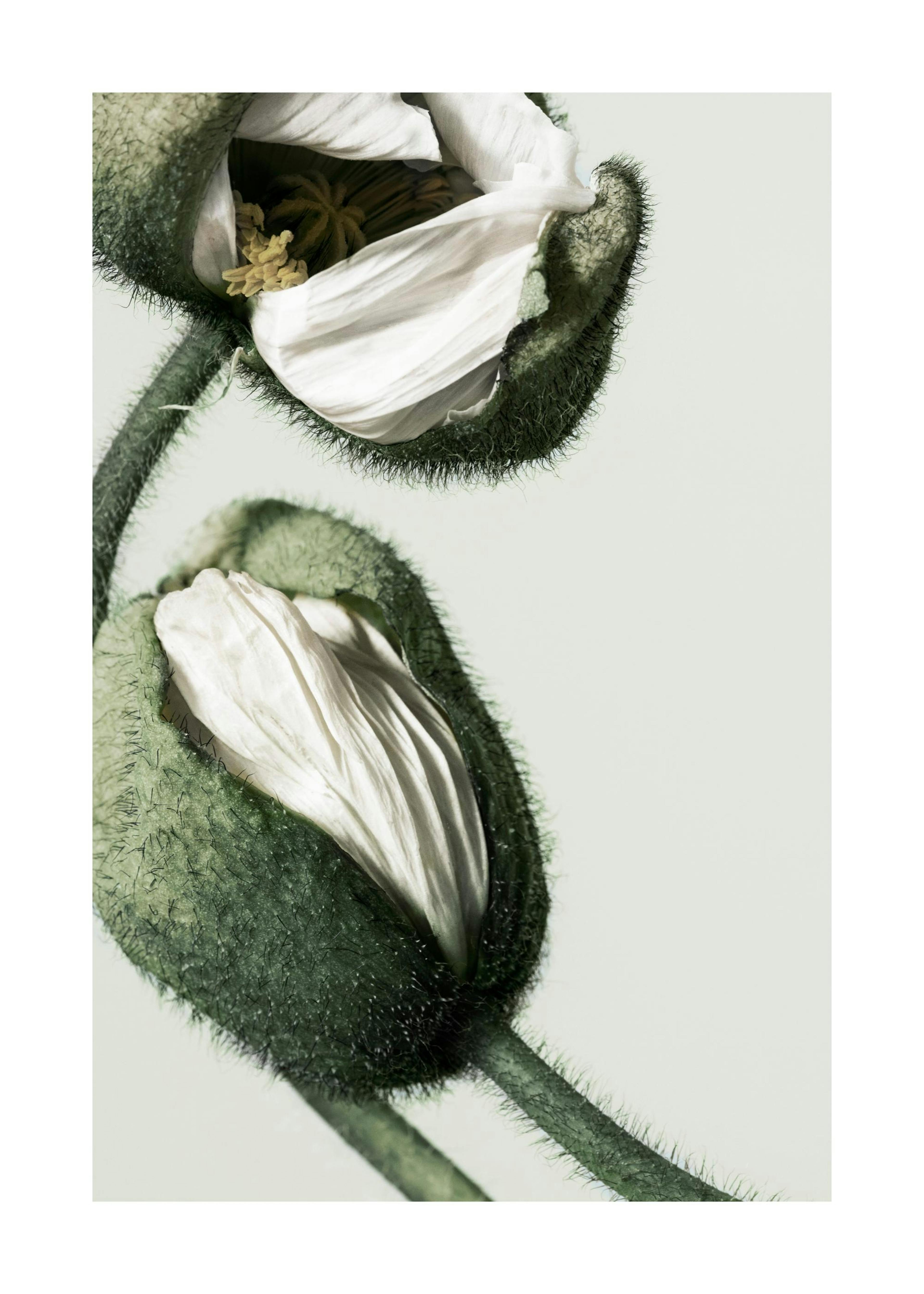 White Poppy Buds Poster thumbnail