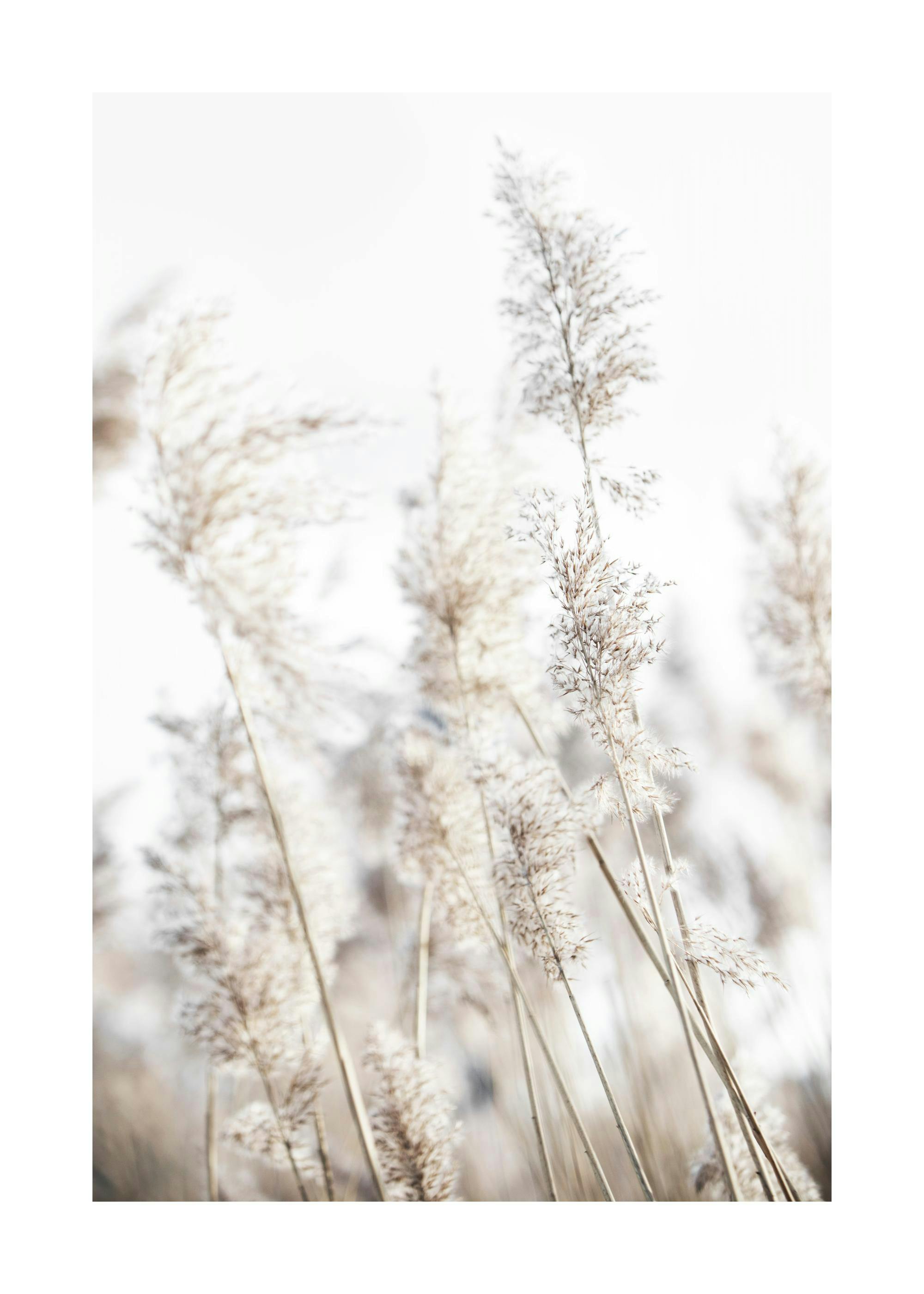 In the Reeds No2 Poster 0