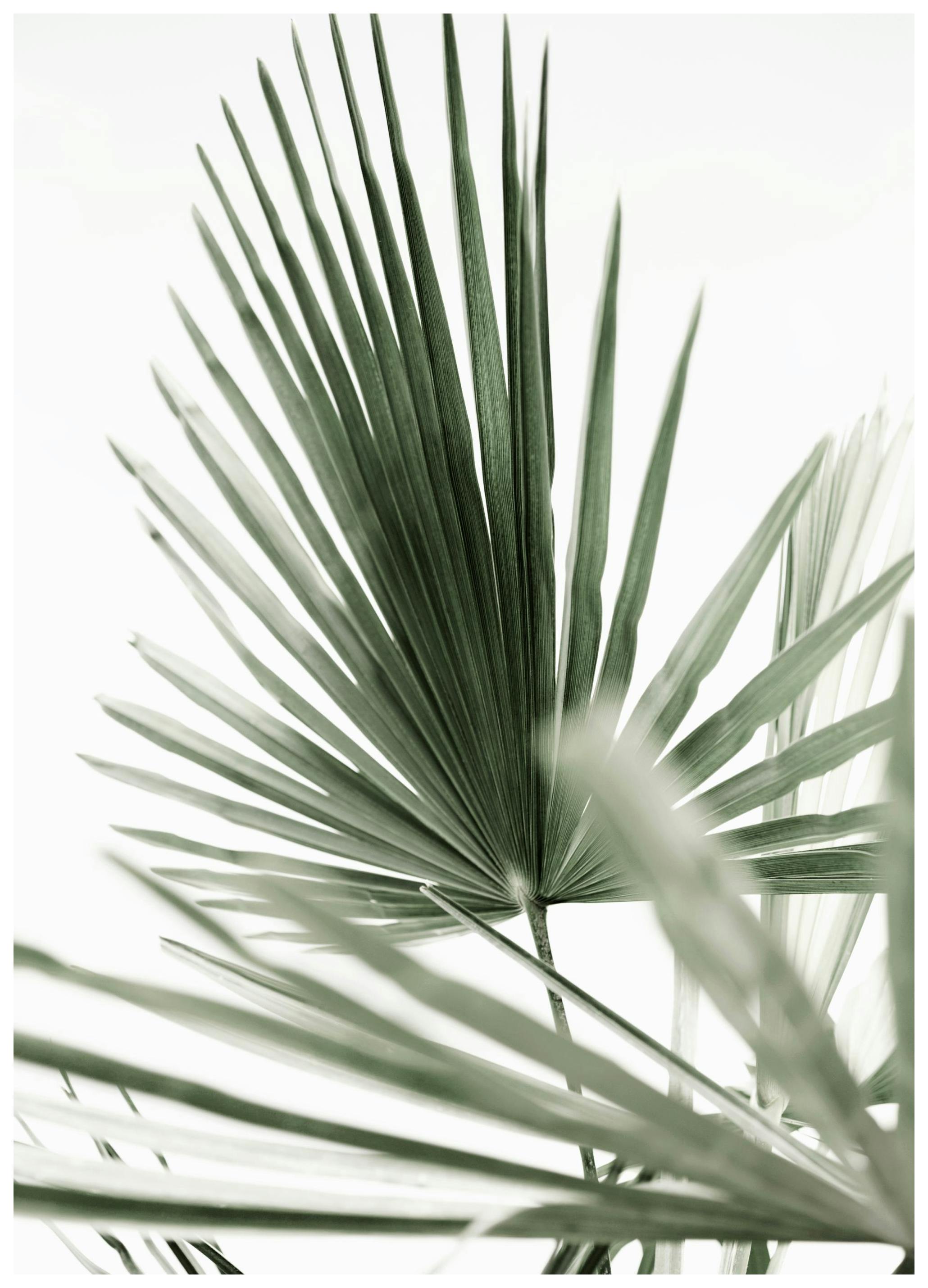 Green Palm Leaves No1 Poster (21x30 cm) - Poster Store
