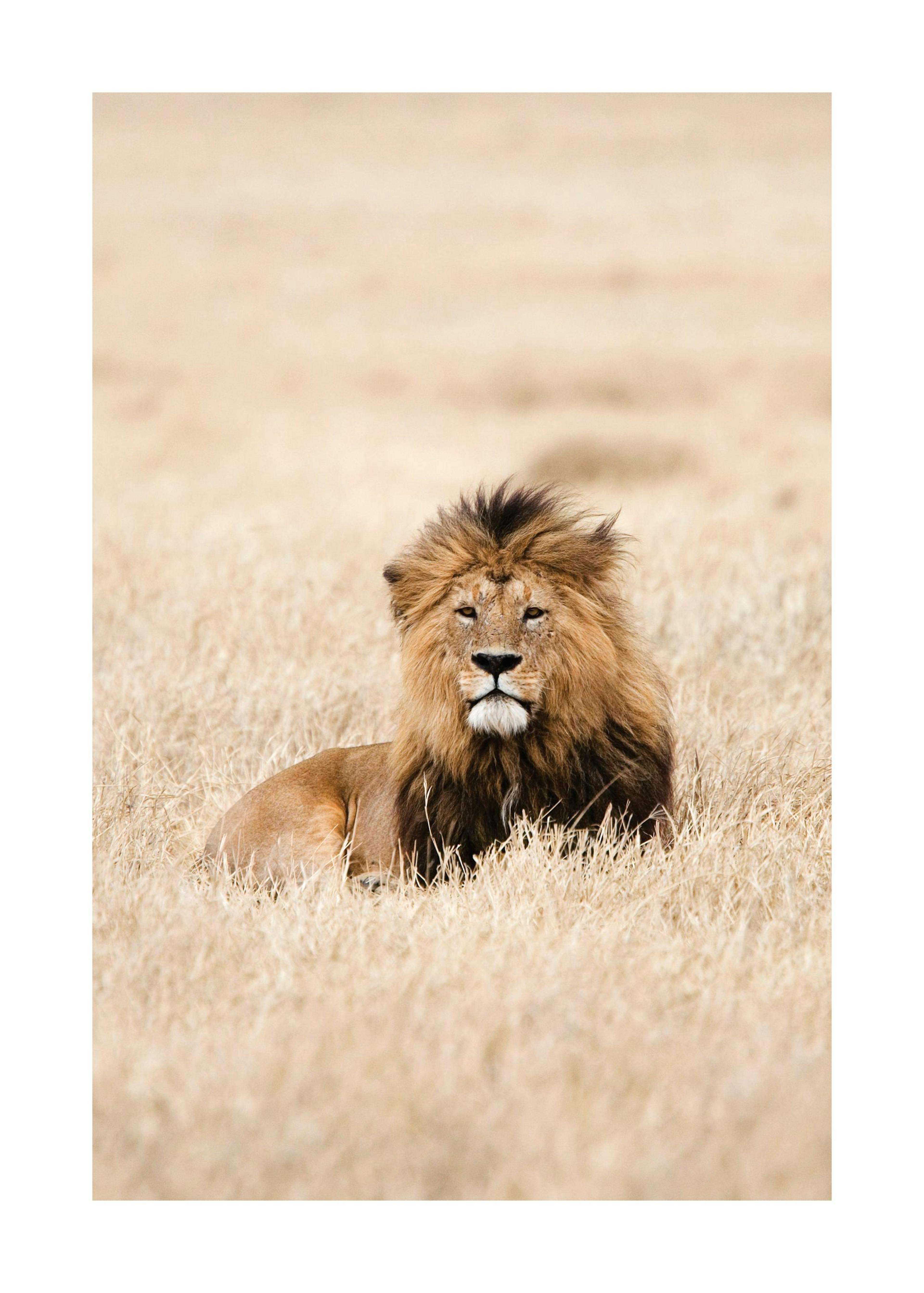 King of Lions Poster 0