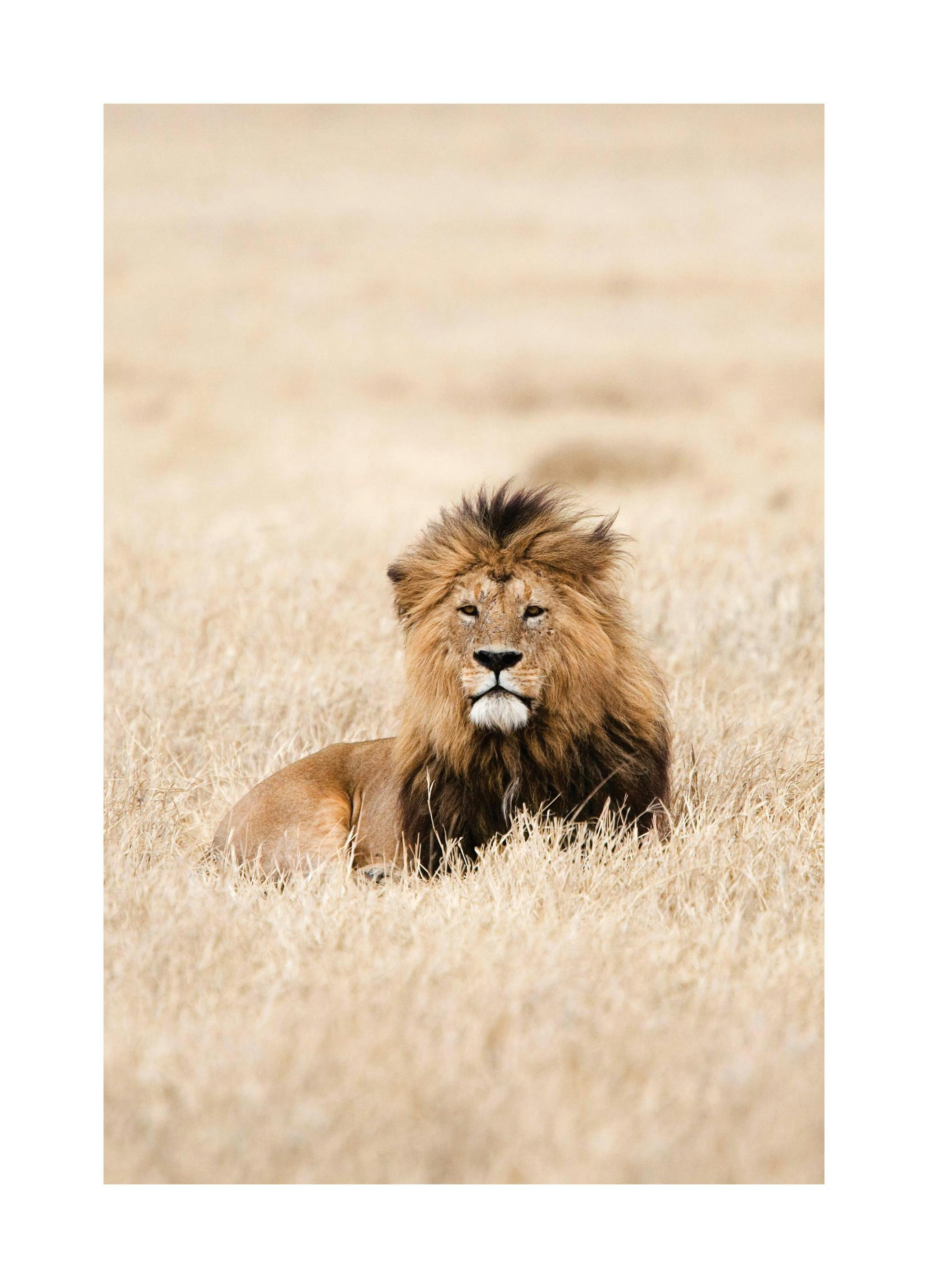 King of Lions Plakat (30x40 cm) - Poster Store