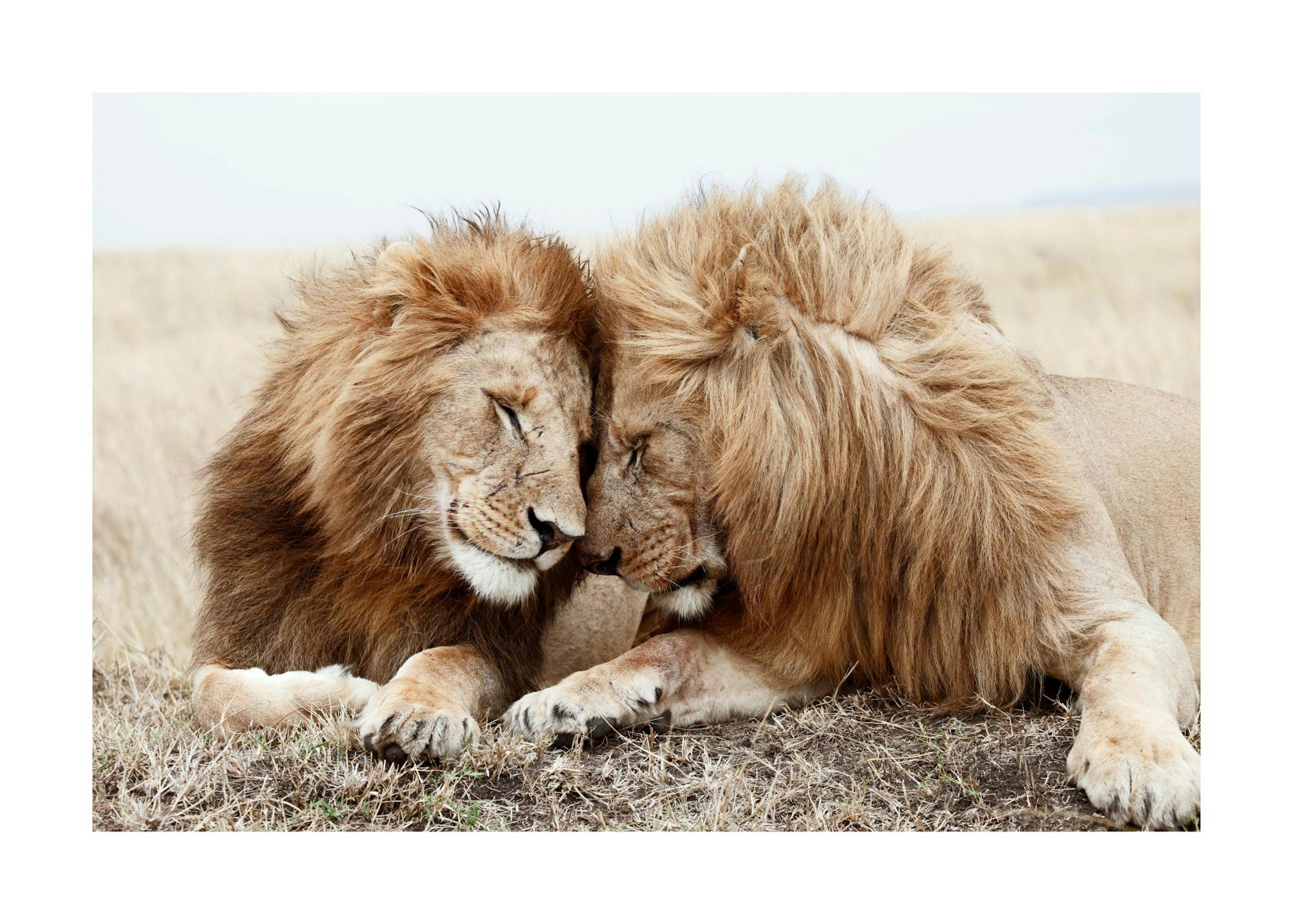 Lion Brothers Affiche 0