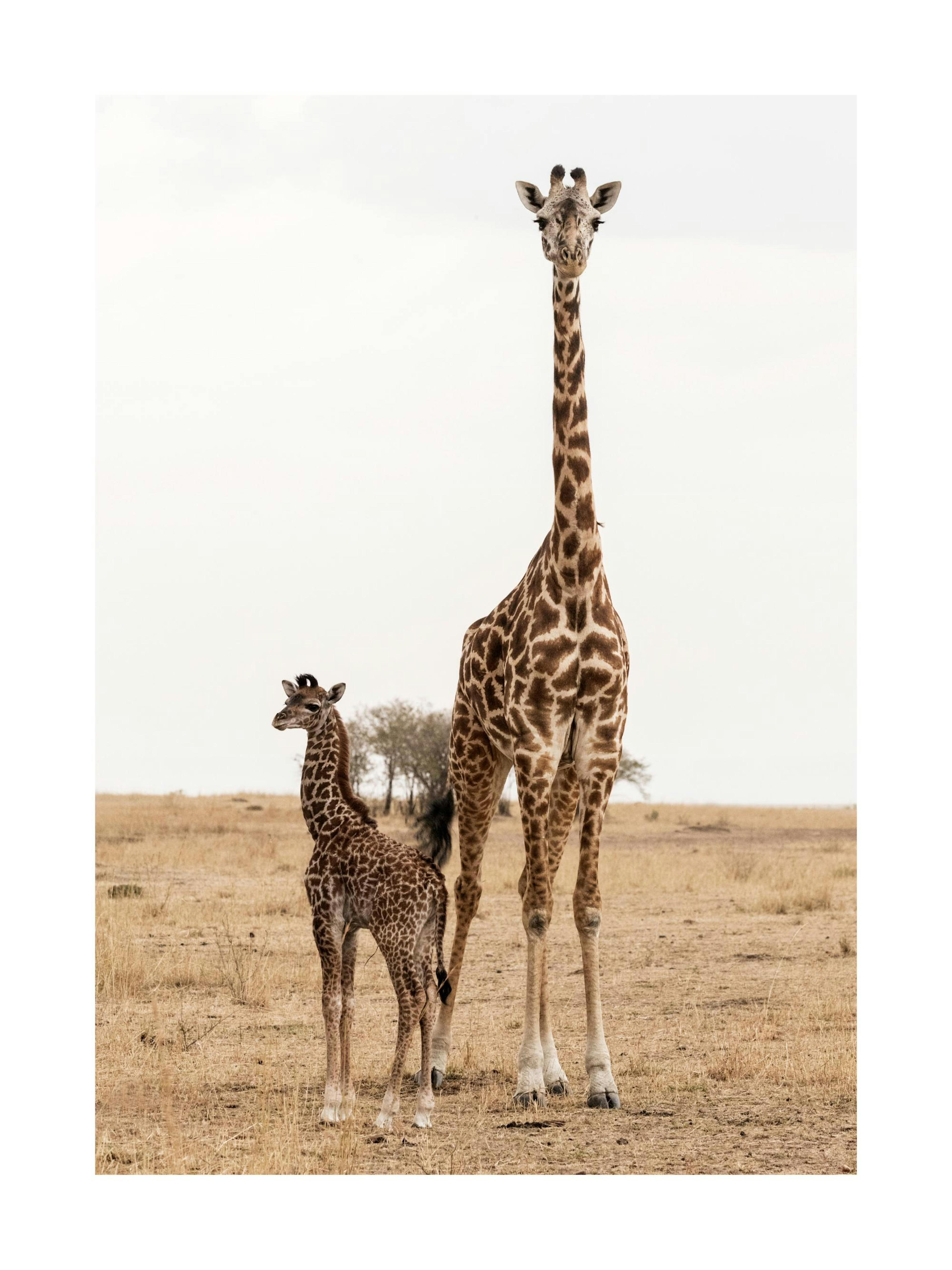 Giraffes Poster thumbnail