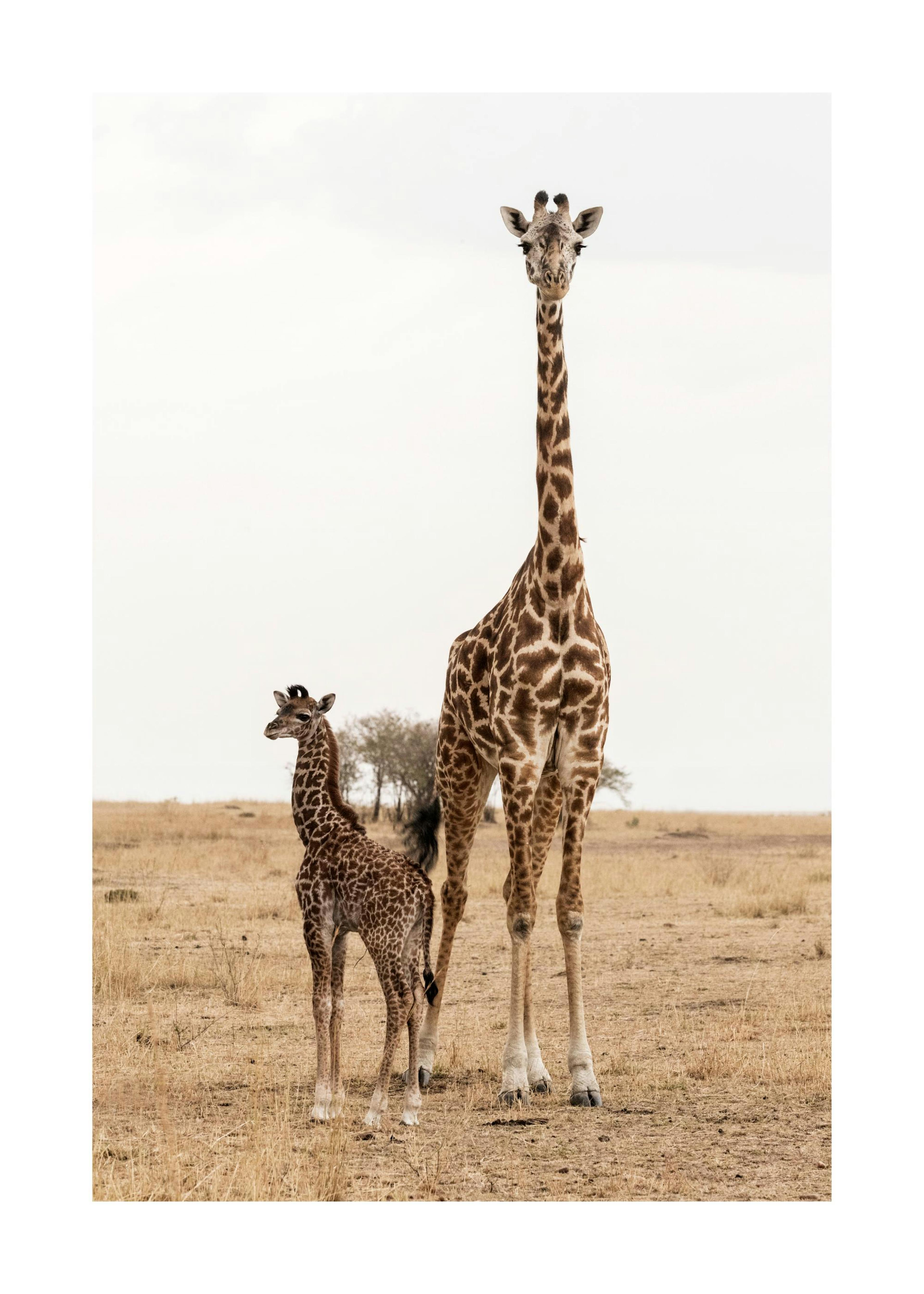 Giraffes Poster 0