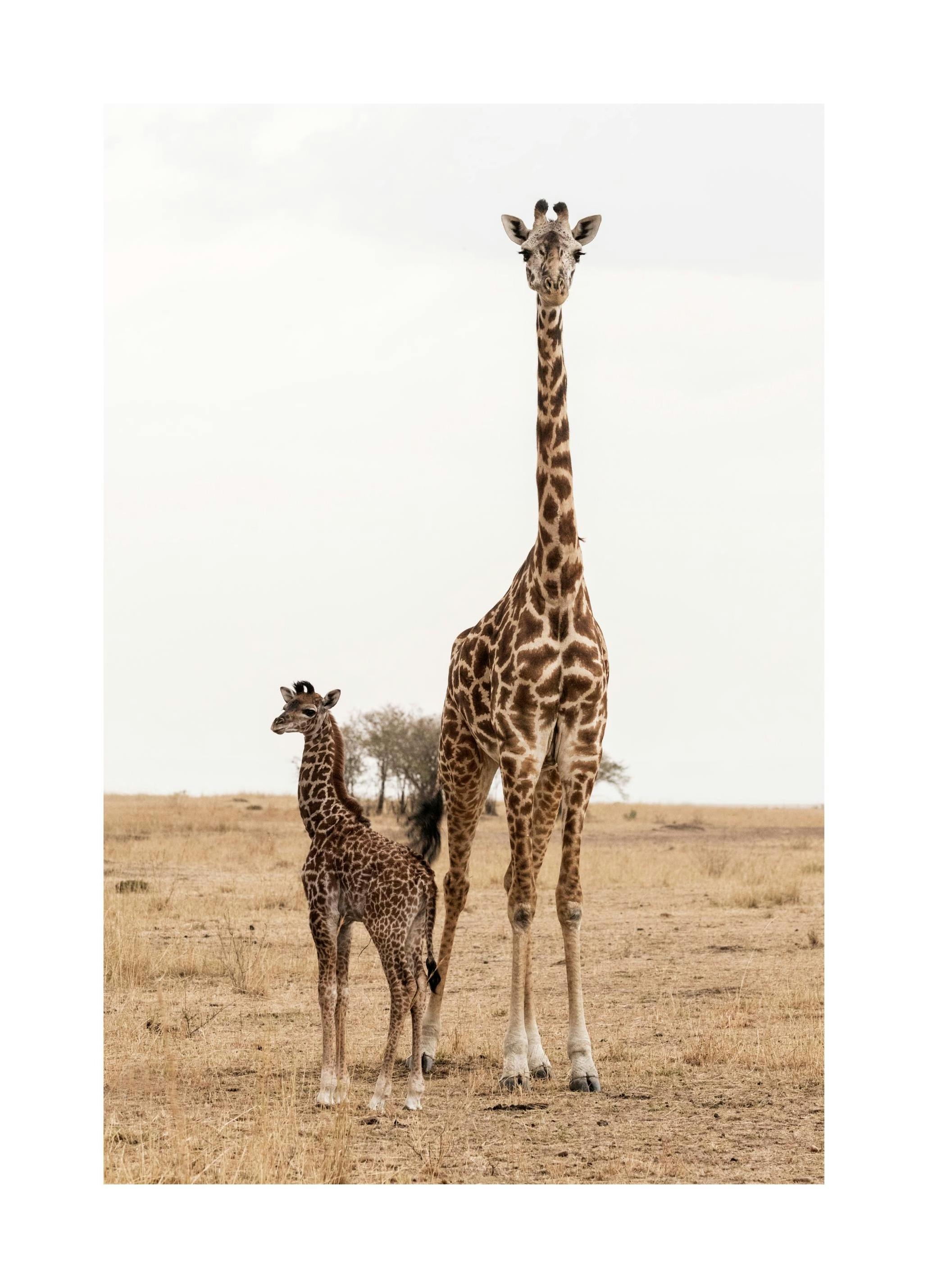Giraffes Poster (50x70 cm) - Poster Store