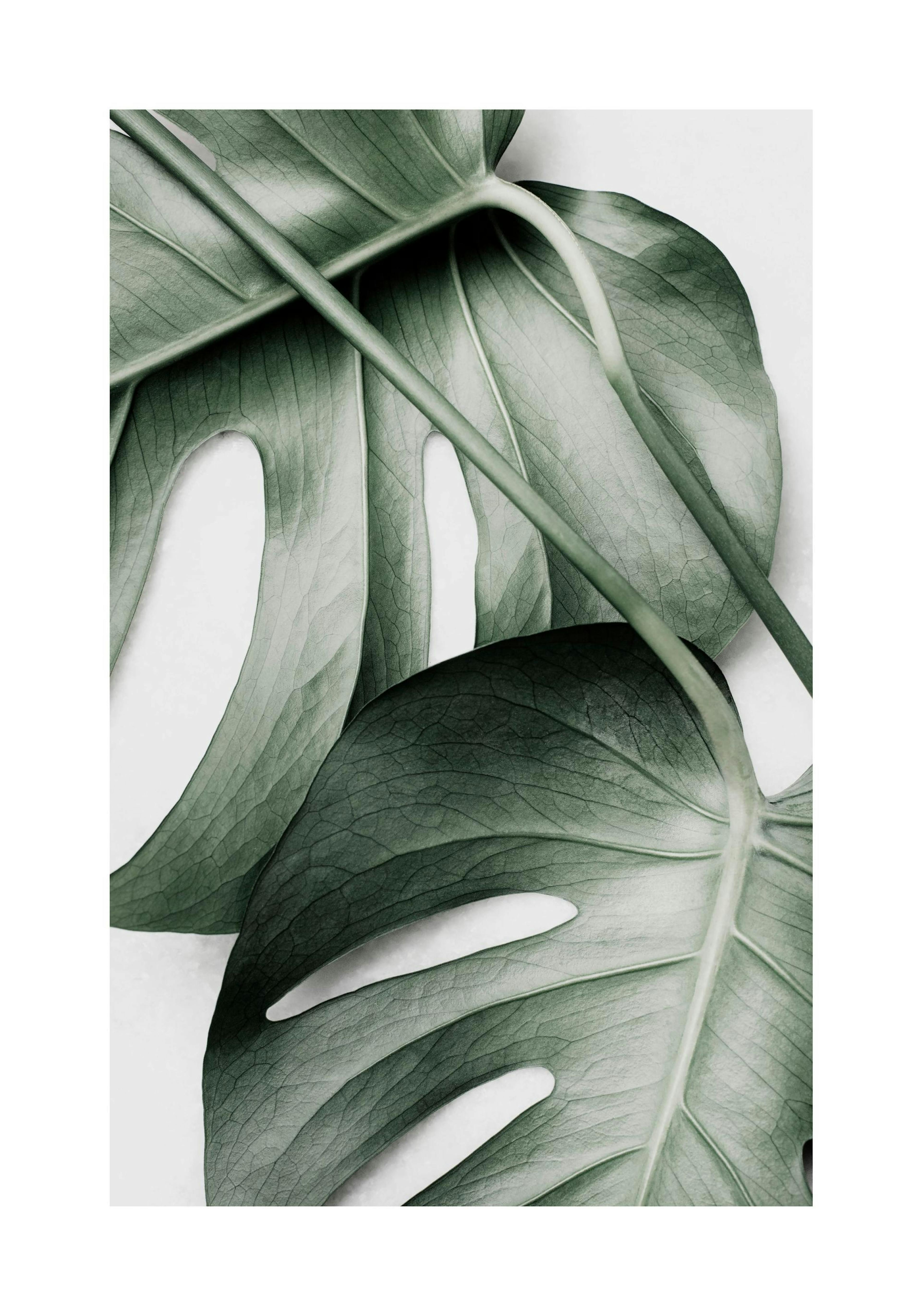Green Monstera Poster 0