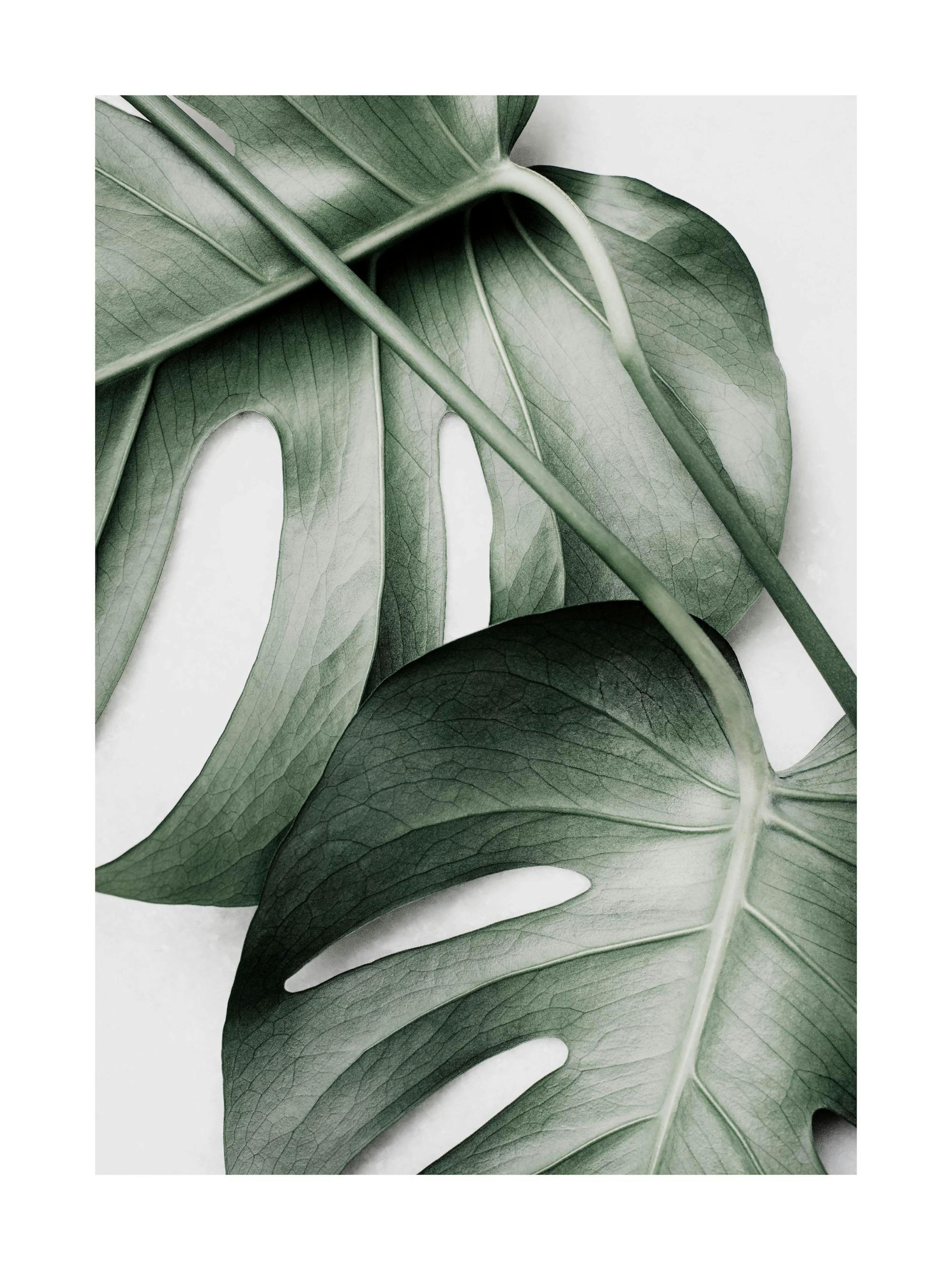 Green Monstera Poster 0