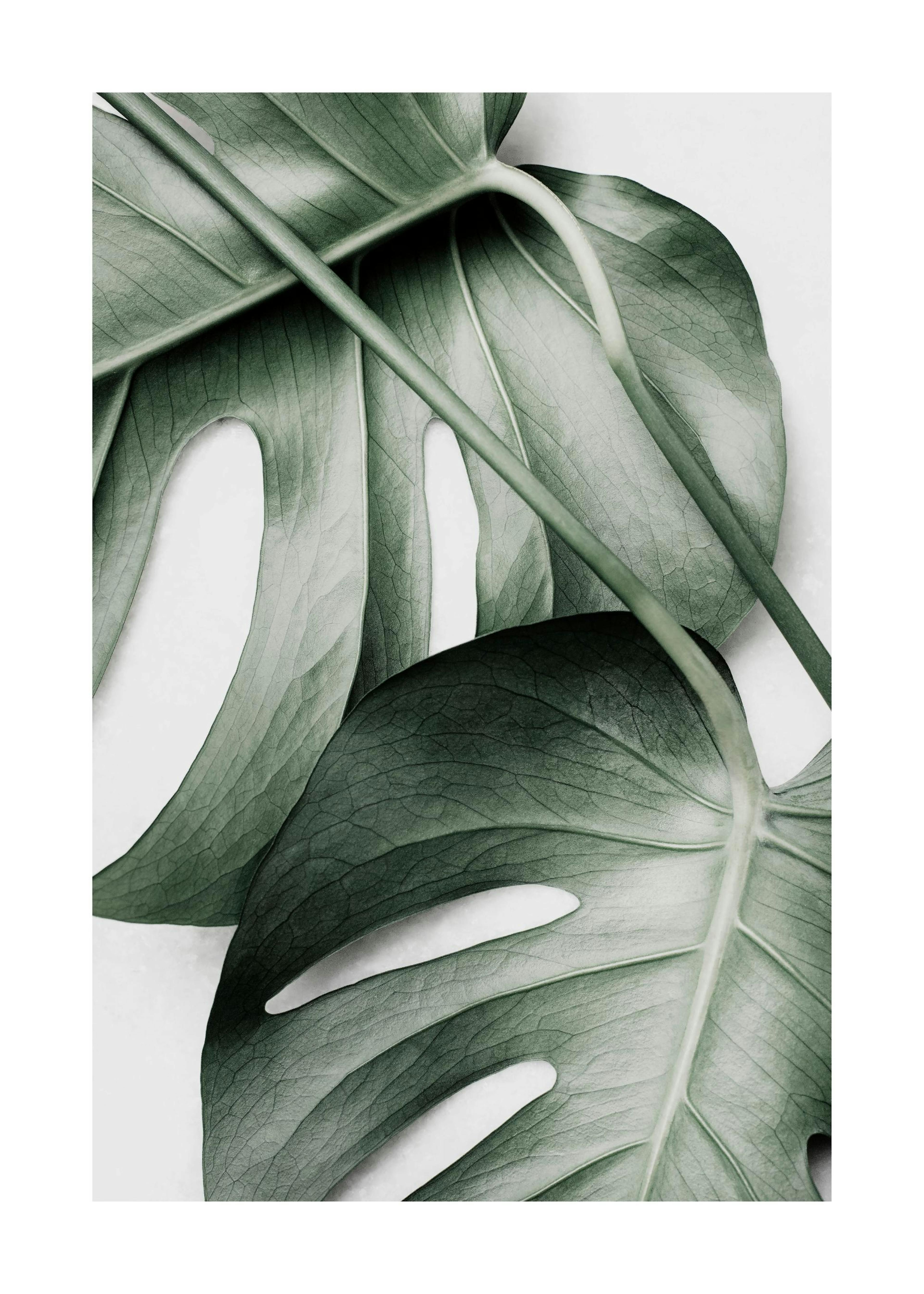 Green Monstera Poster 0