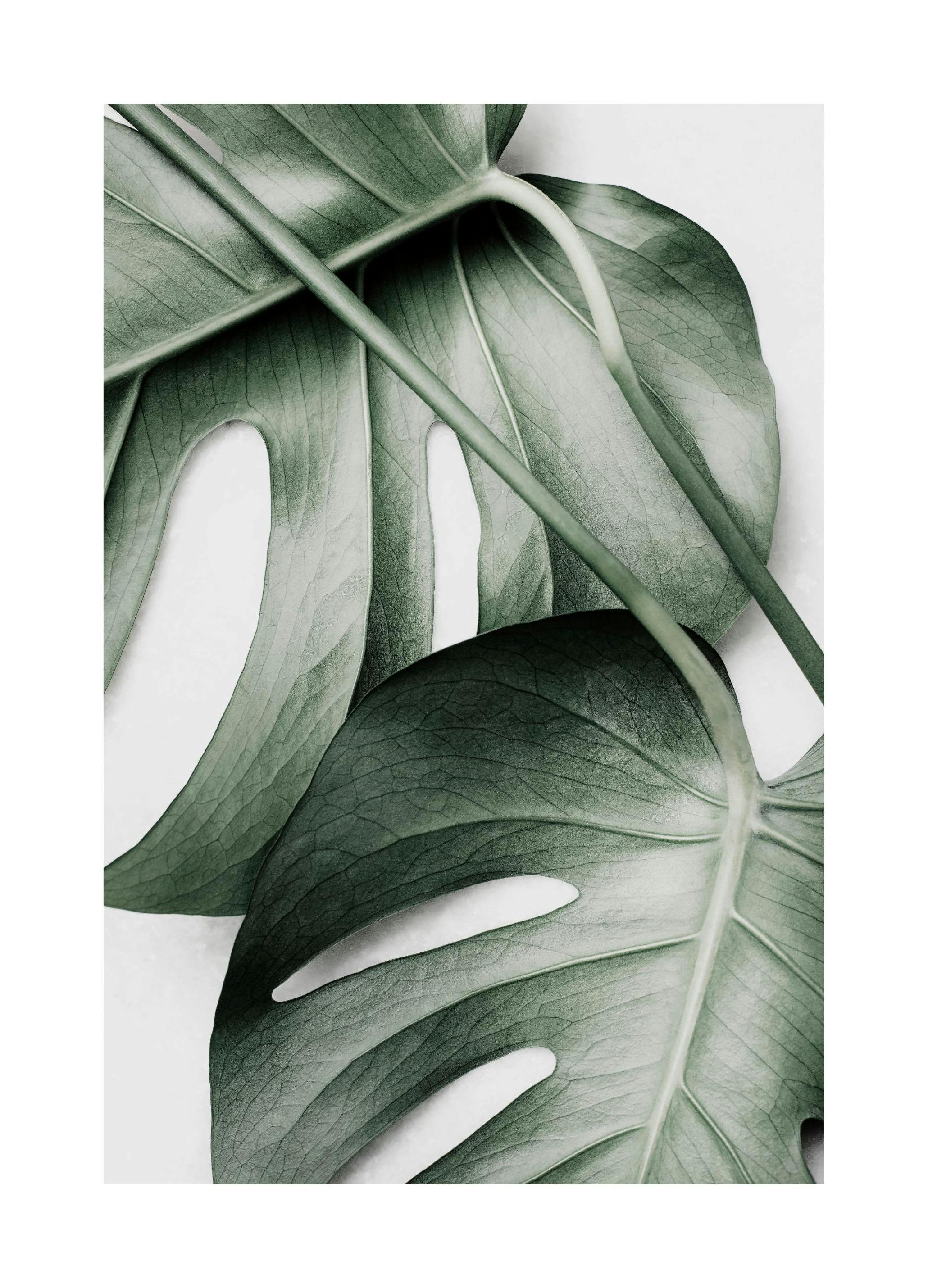 Green Monstera Poster (30x40 cm) - Poster Store