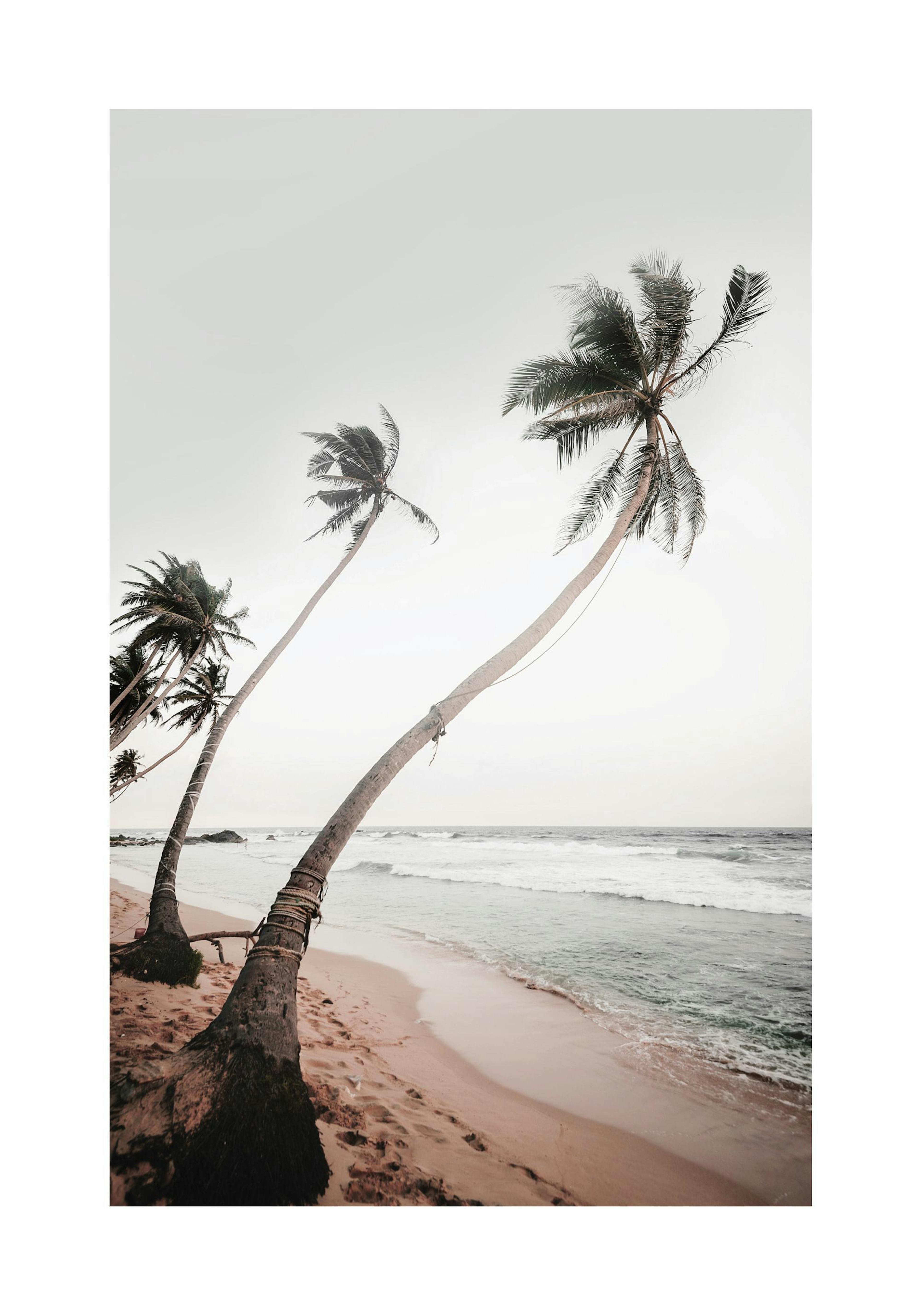 Sri Lanka Palms Poster thumbnail