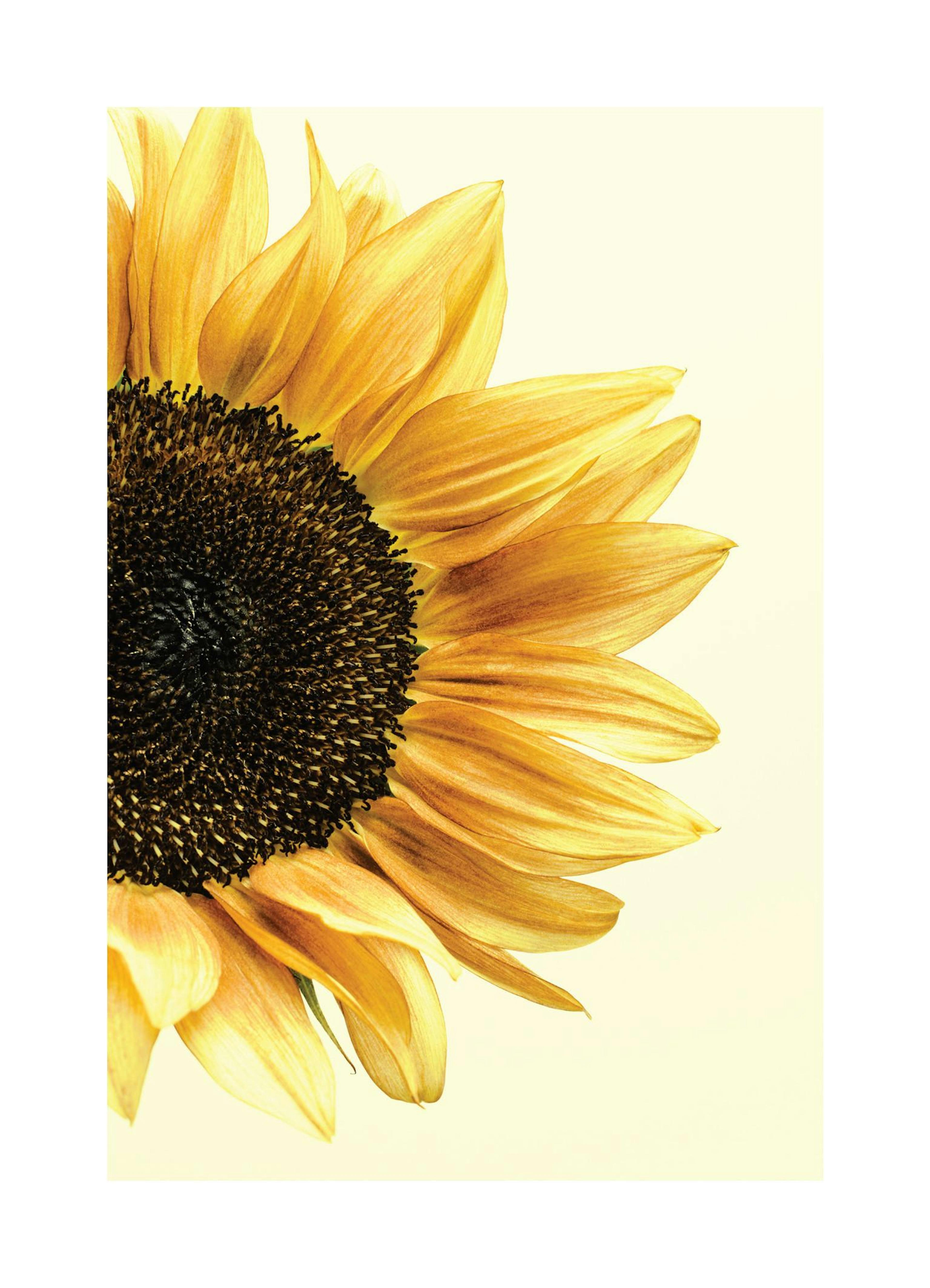Sunflower Poster thumbnail