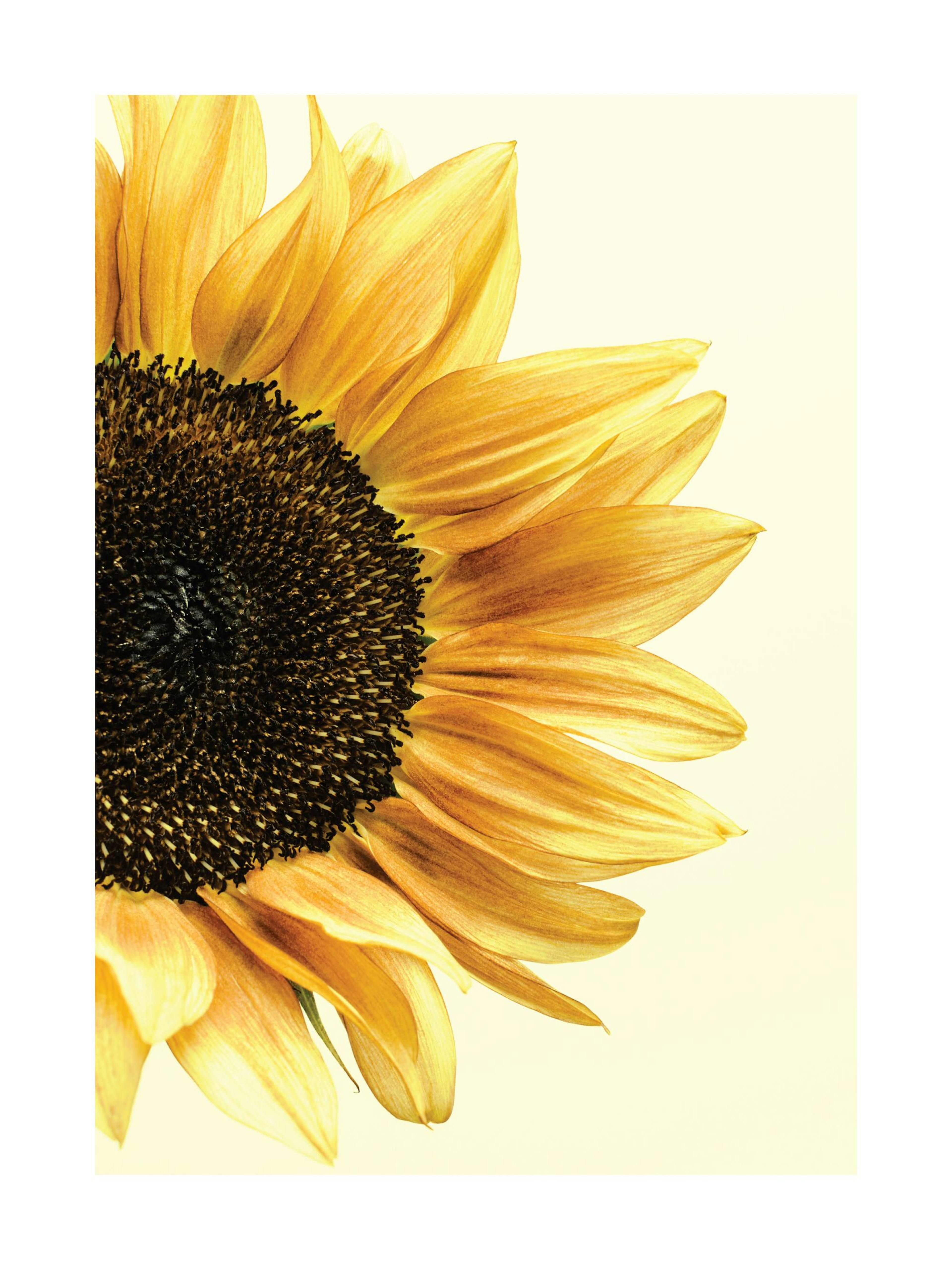 Sunflower Poster thumbnail