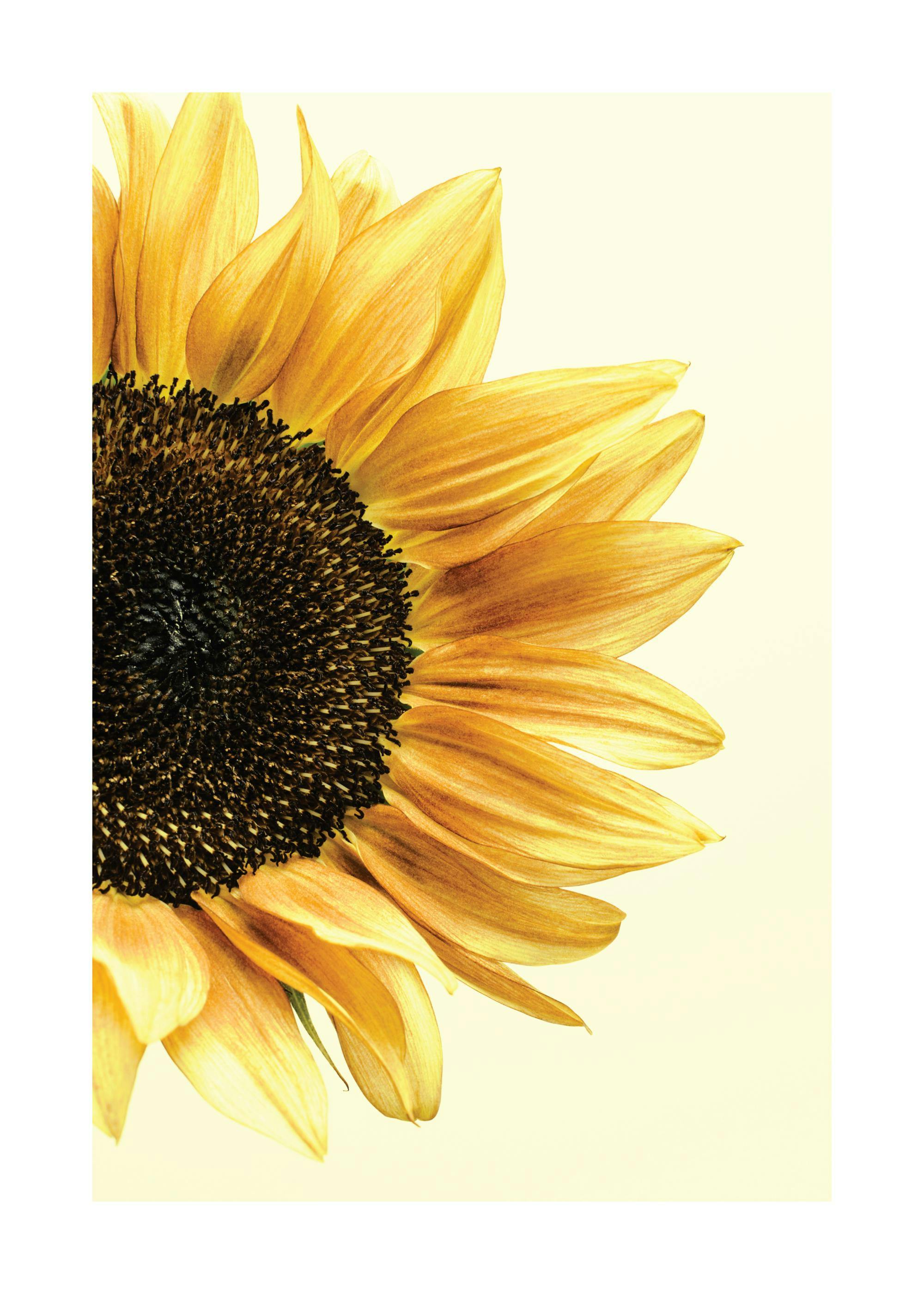 Sunflower Poster 0
