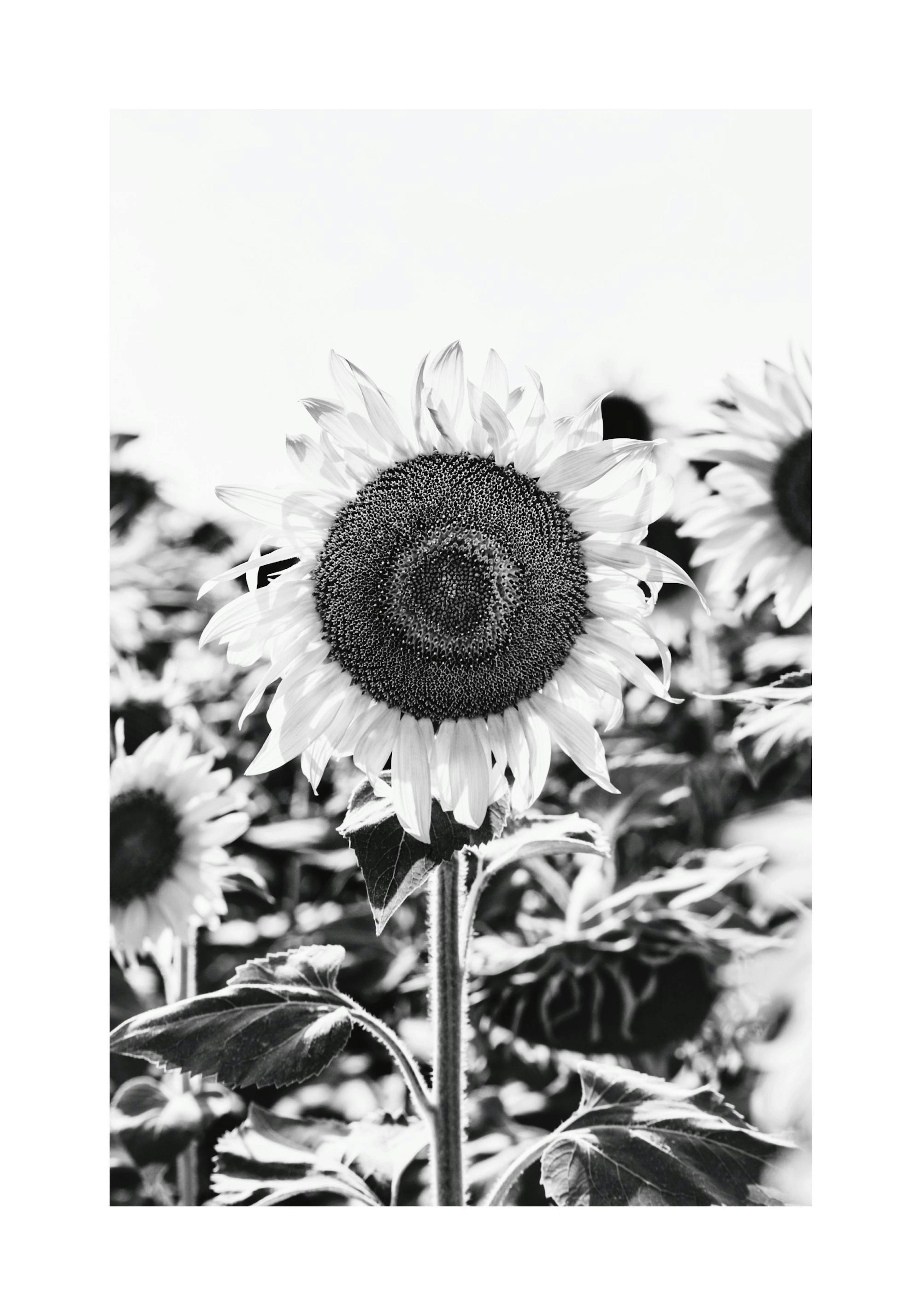 Schwarz-Weiß Sonnenblumen Poster thumbnail
