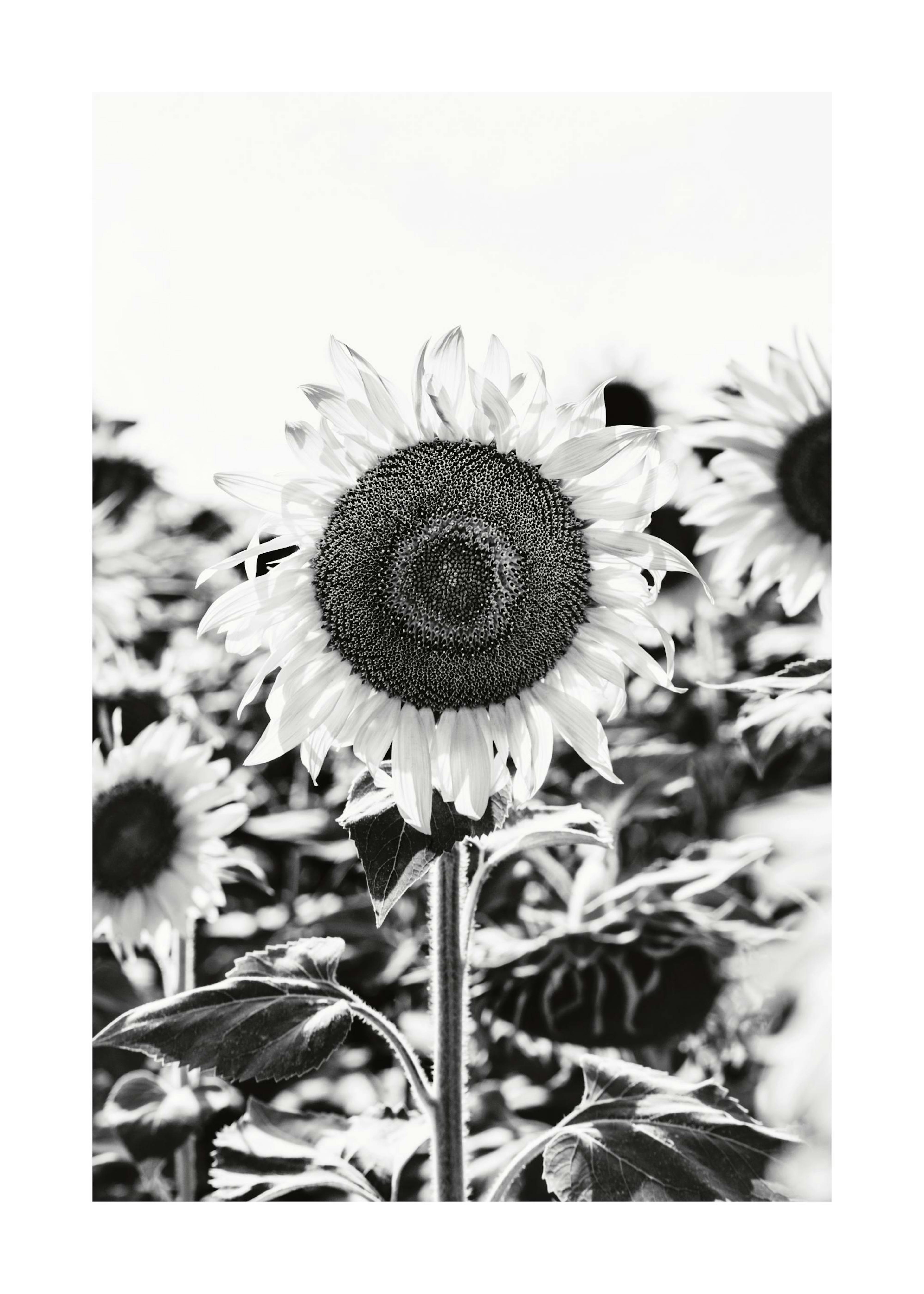 Sunflower B&W Print 0