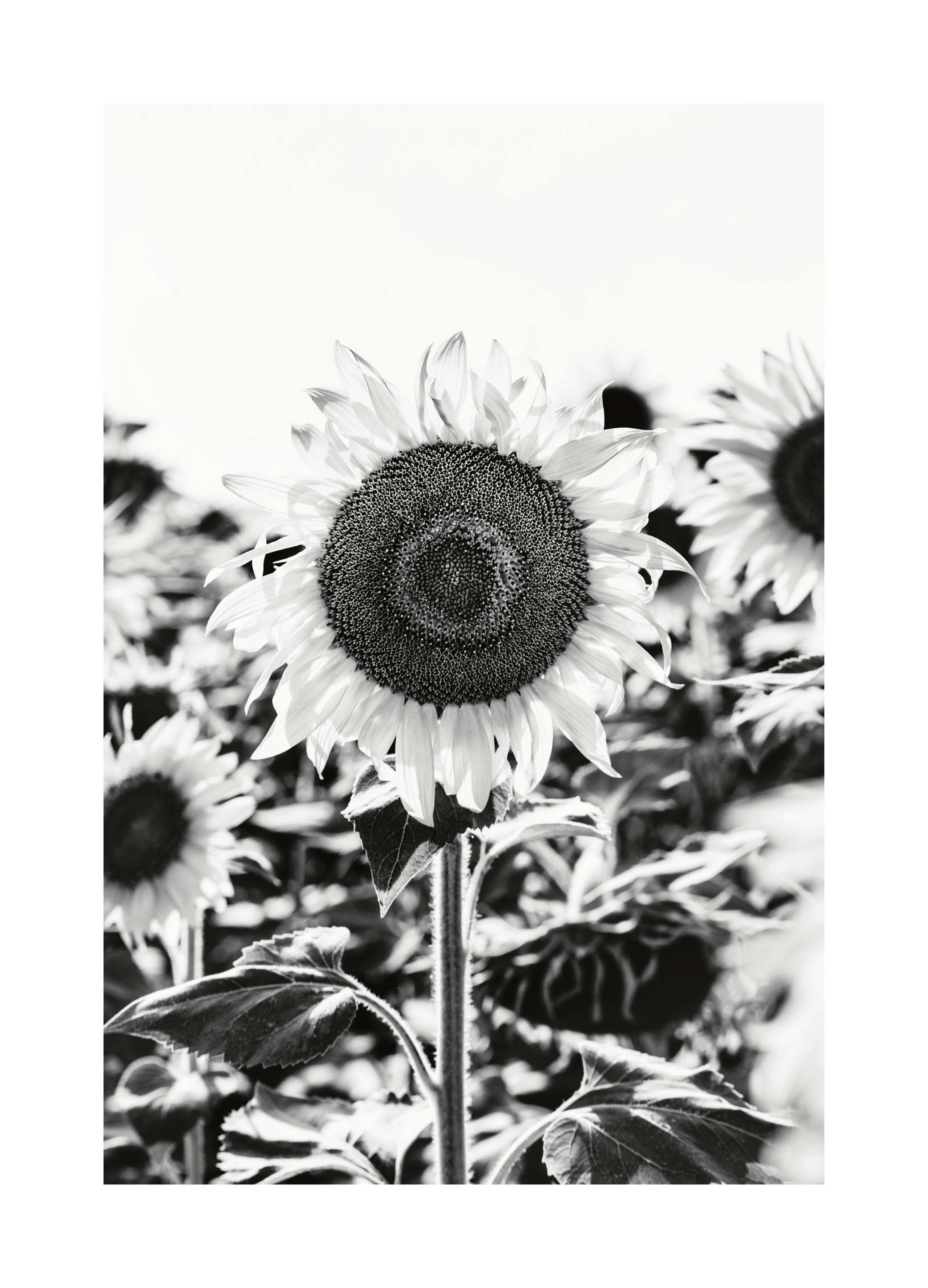 Zonnebloem B&W Poster (21x30 cm) - Poster Store