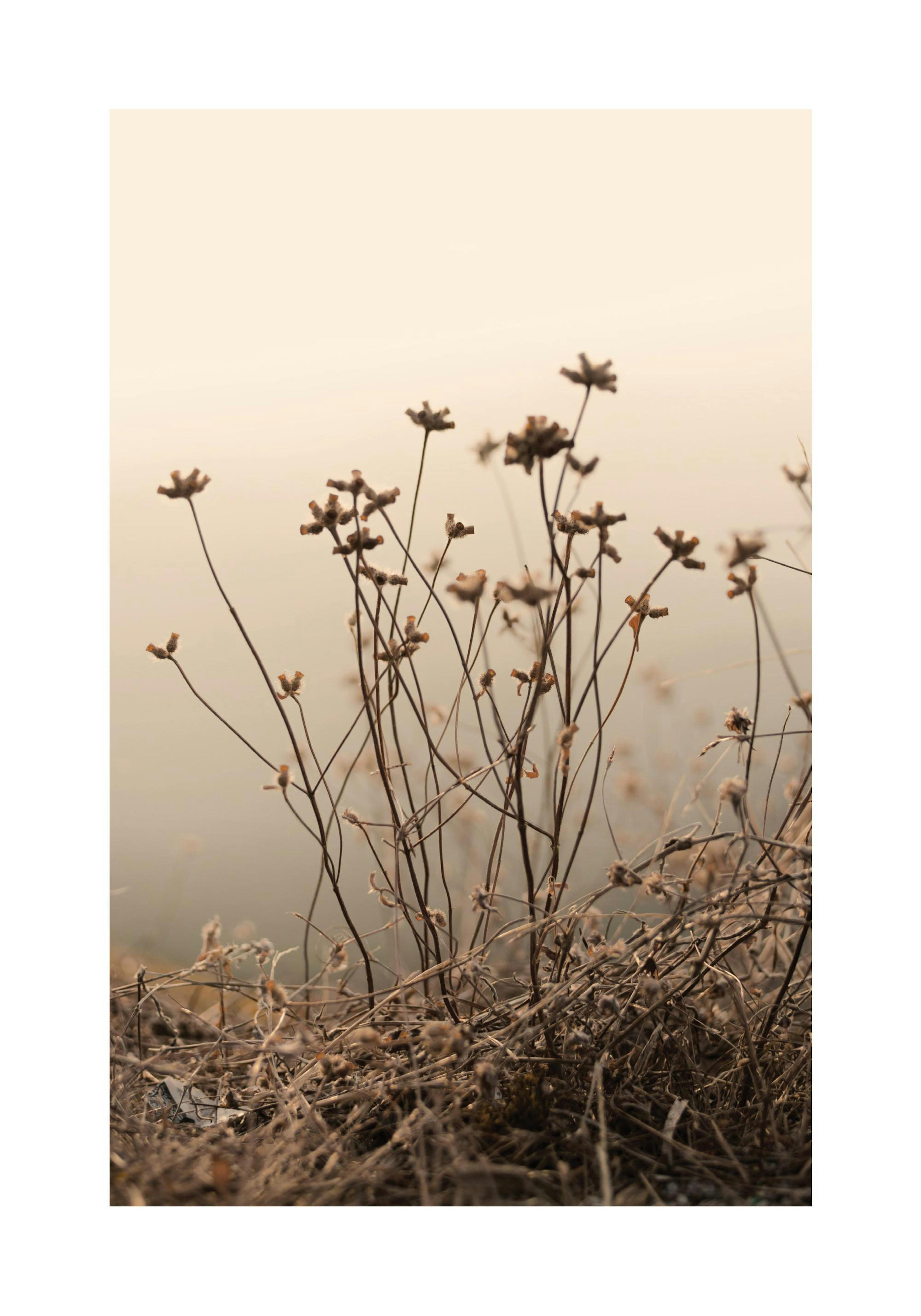 Verwelkte Blumen Poster thumbnail