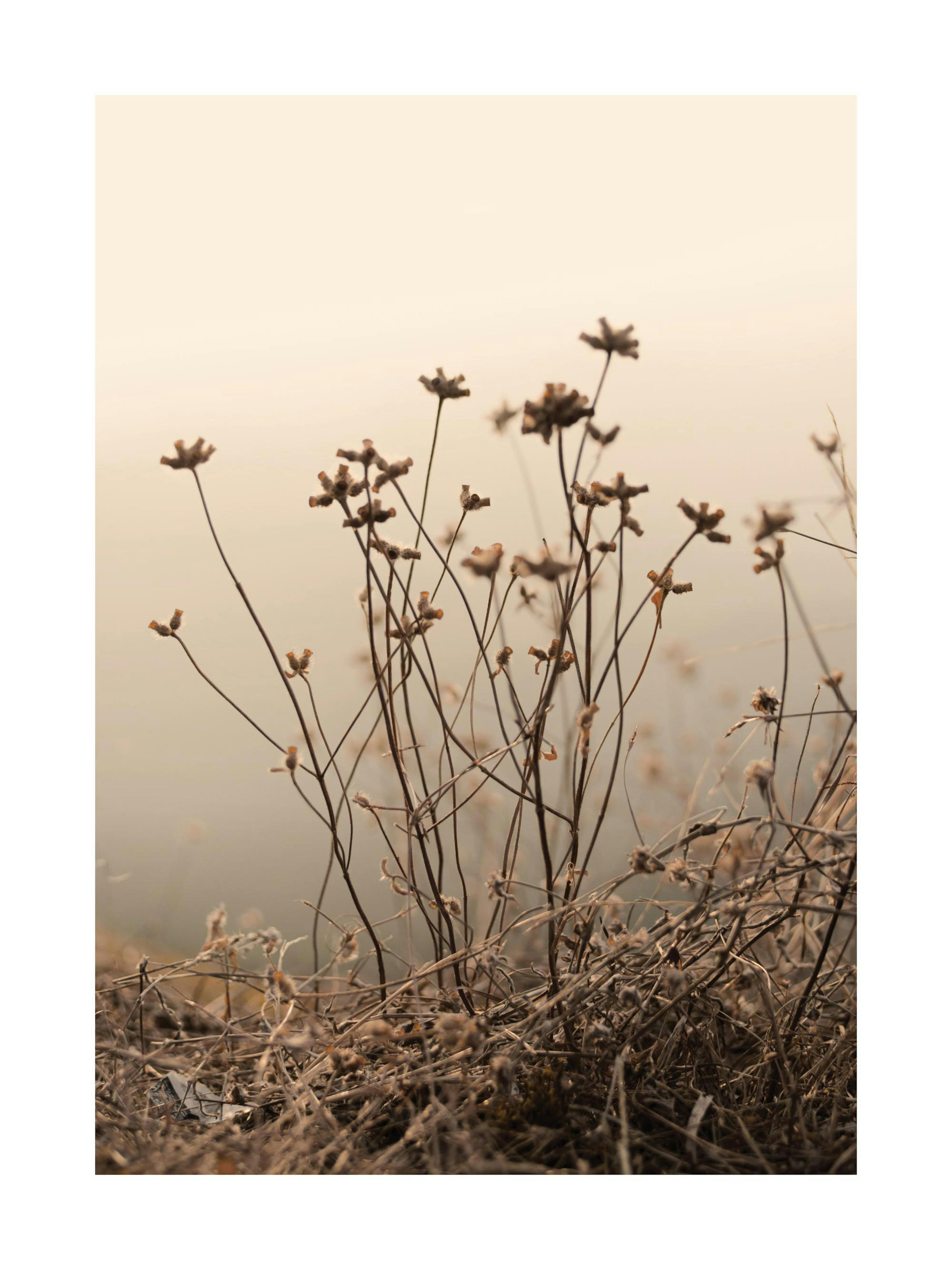 Visne Blomster Plakat 0