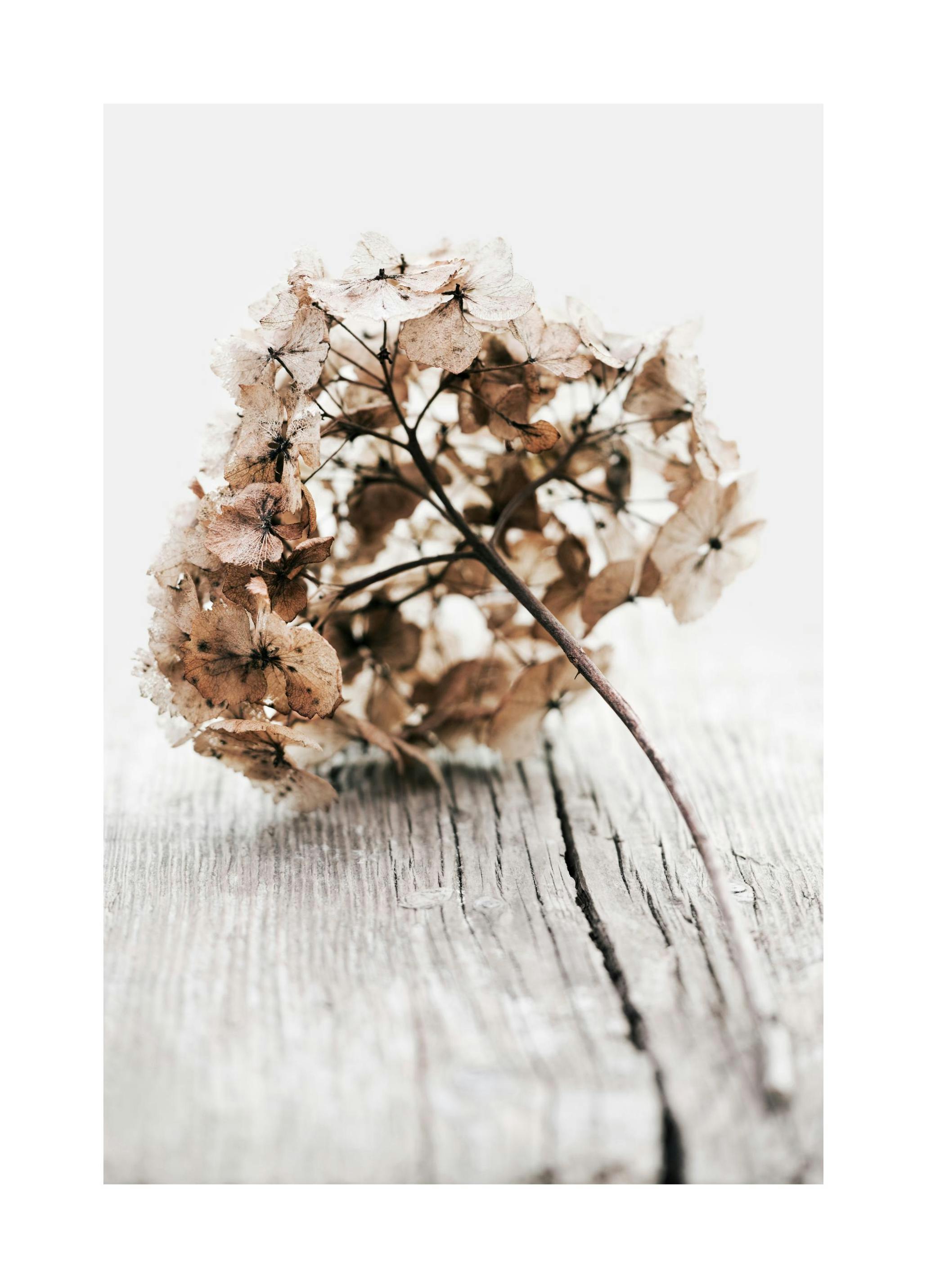 Dried Hydrangea Flower Affiche (50x70 cm) - Poster Store
