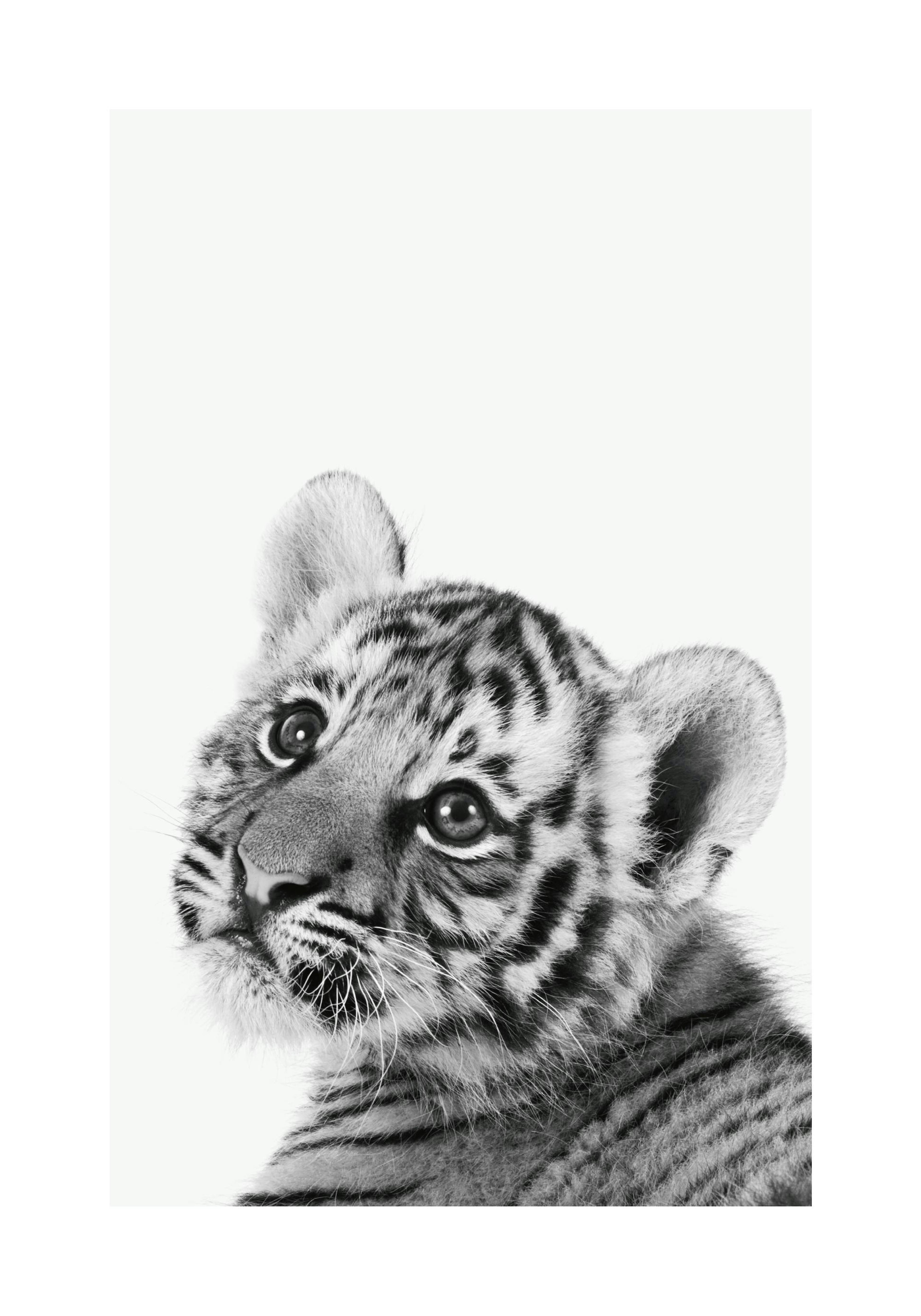 Tiger Cub Poster thumbnail