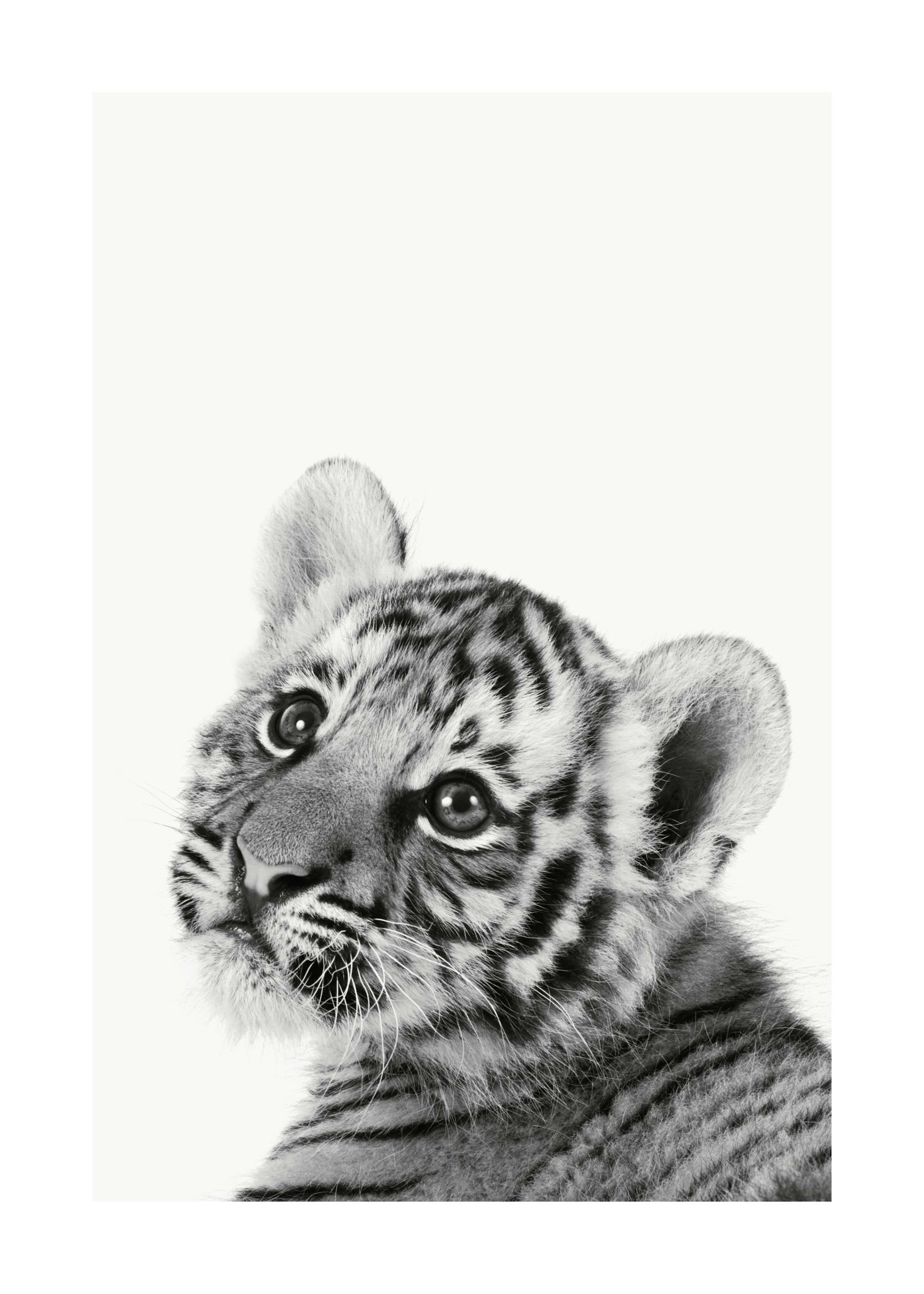 Tiger Cub Poster 0