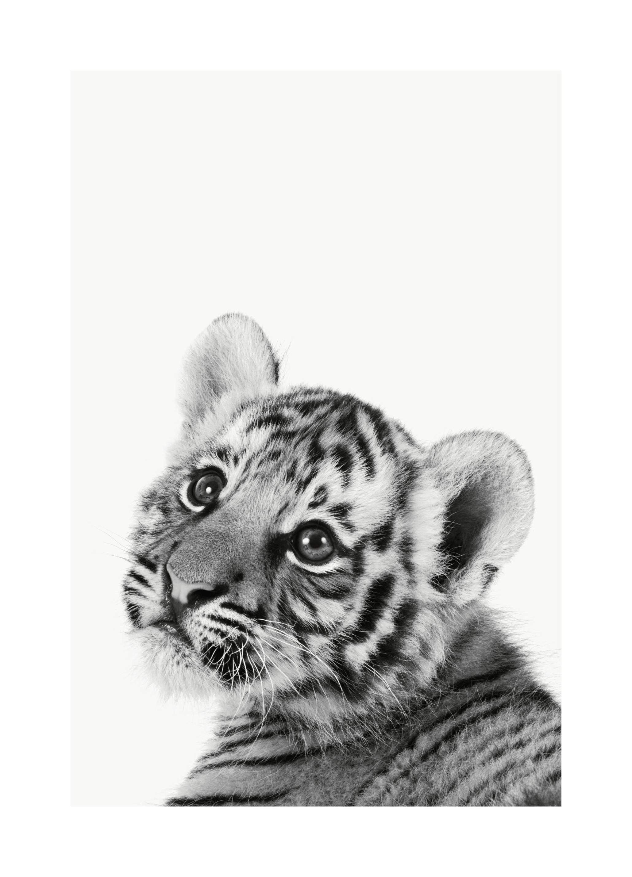 Bébé Tigre Poster (21x30 cm) - Poster Store