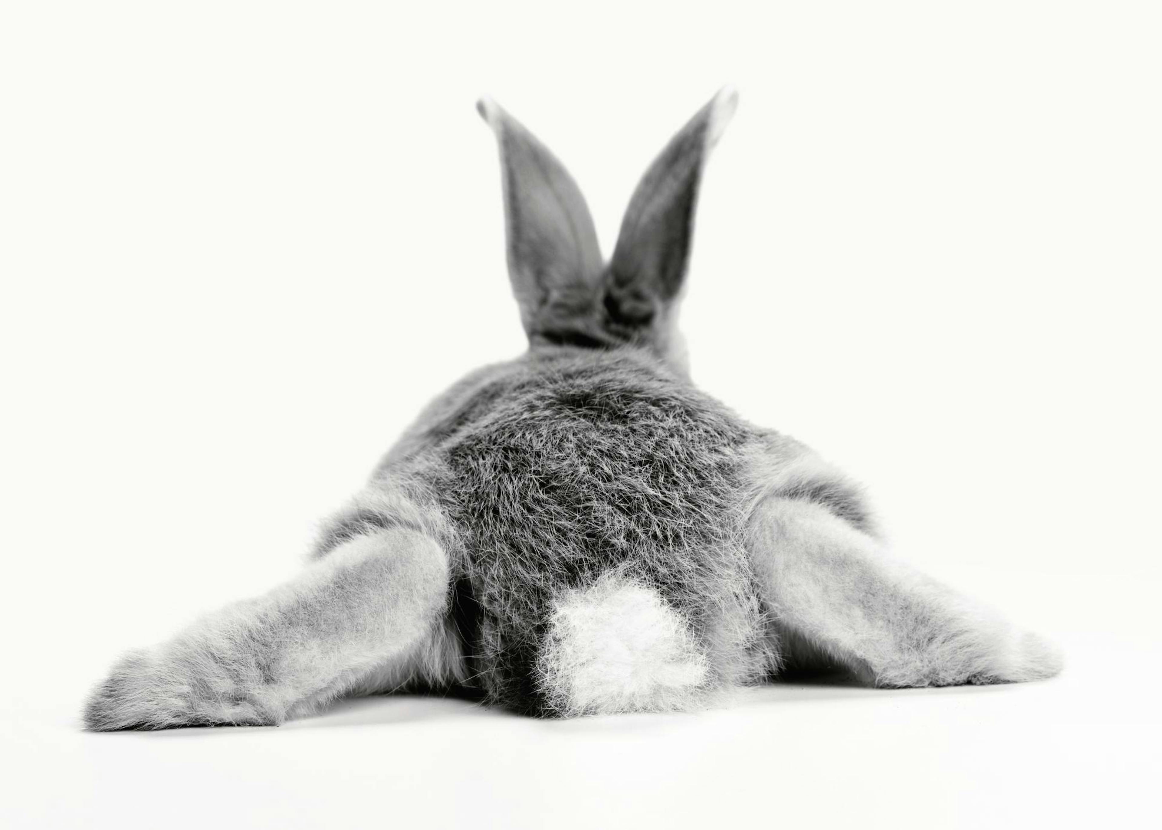 Lapin Poster 0