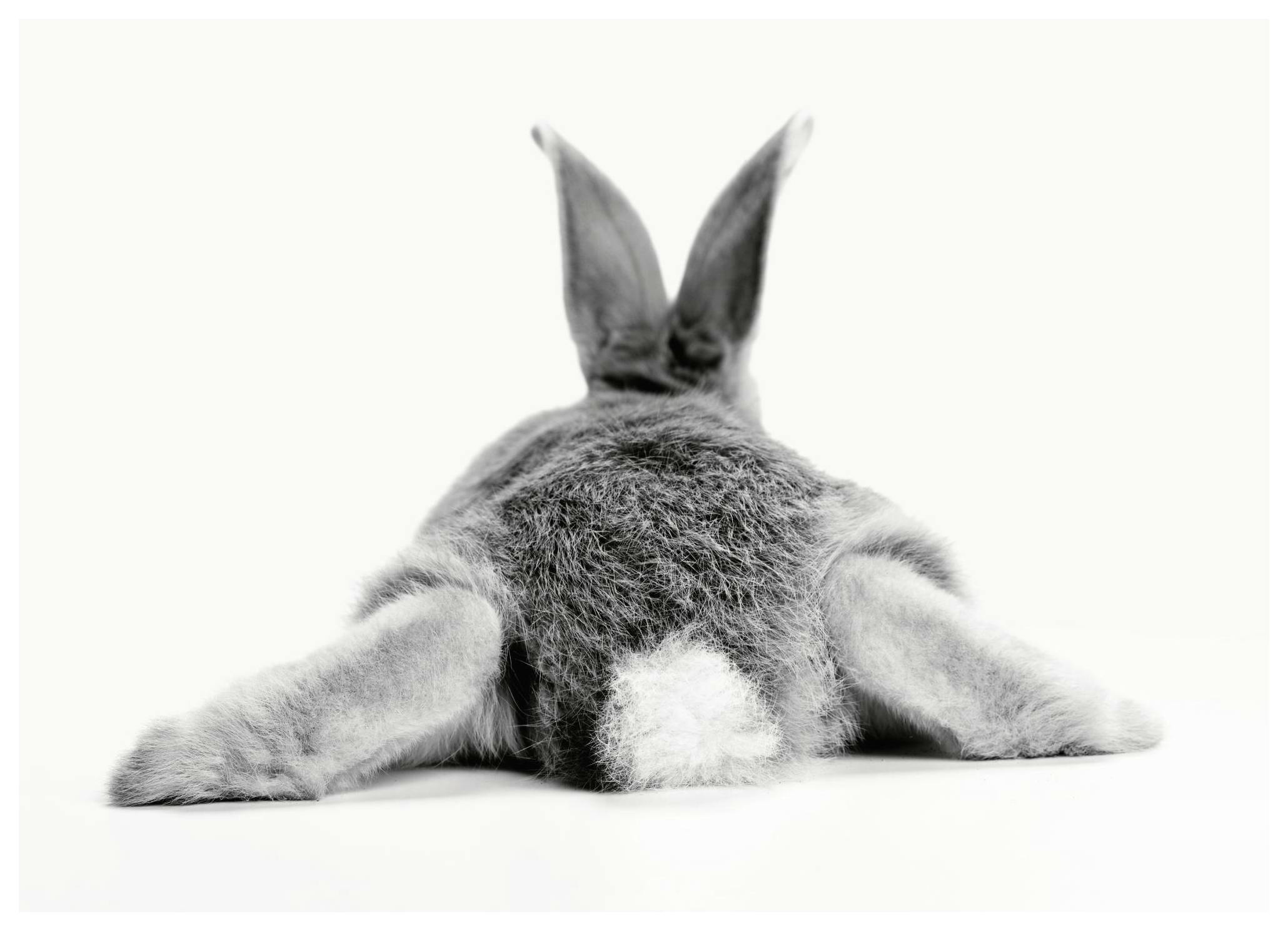 Kanin Poster (21x30 cm) - Poster Store