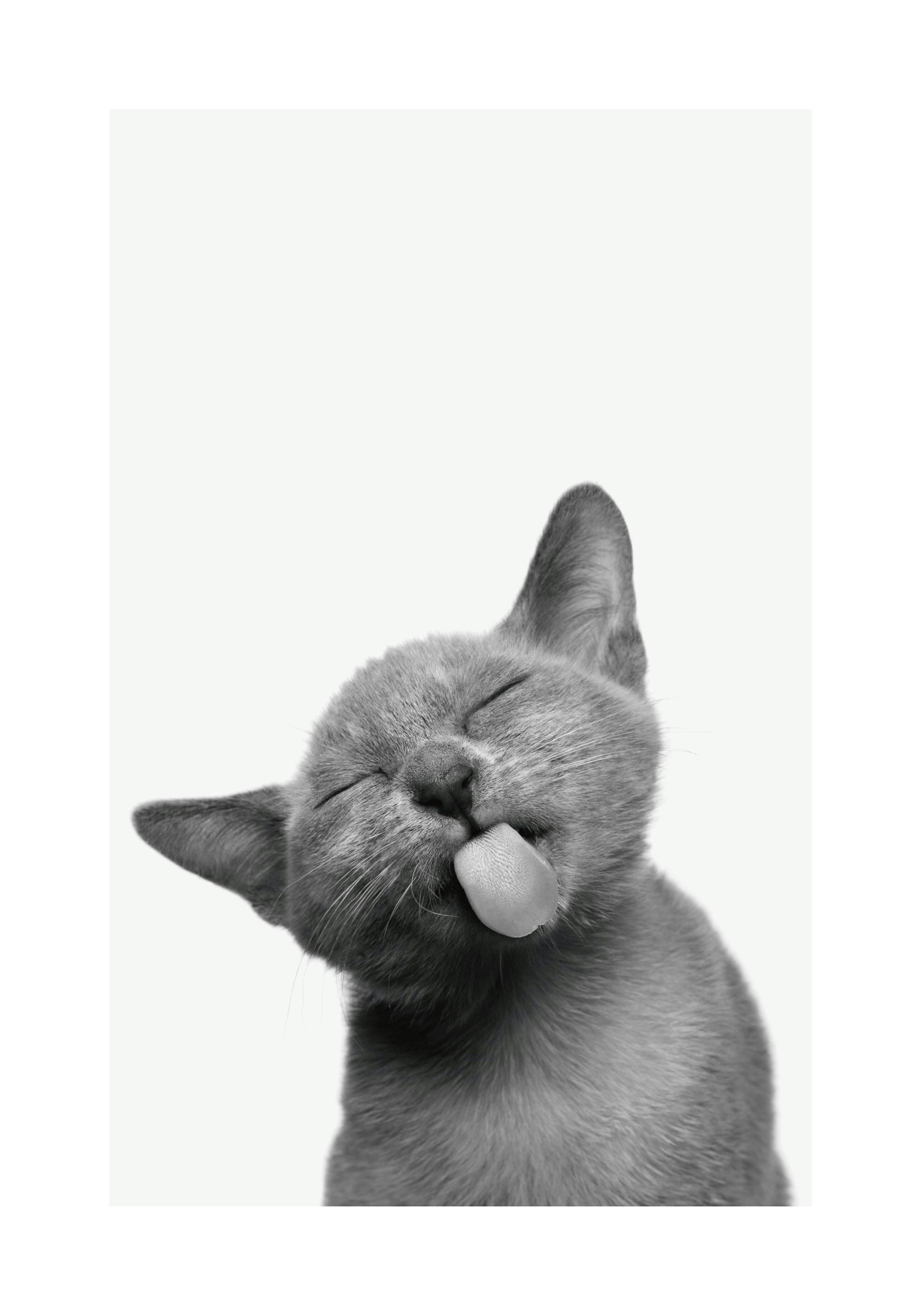 Cat Poster thumbnail