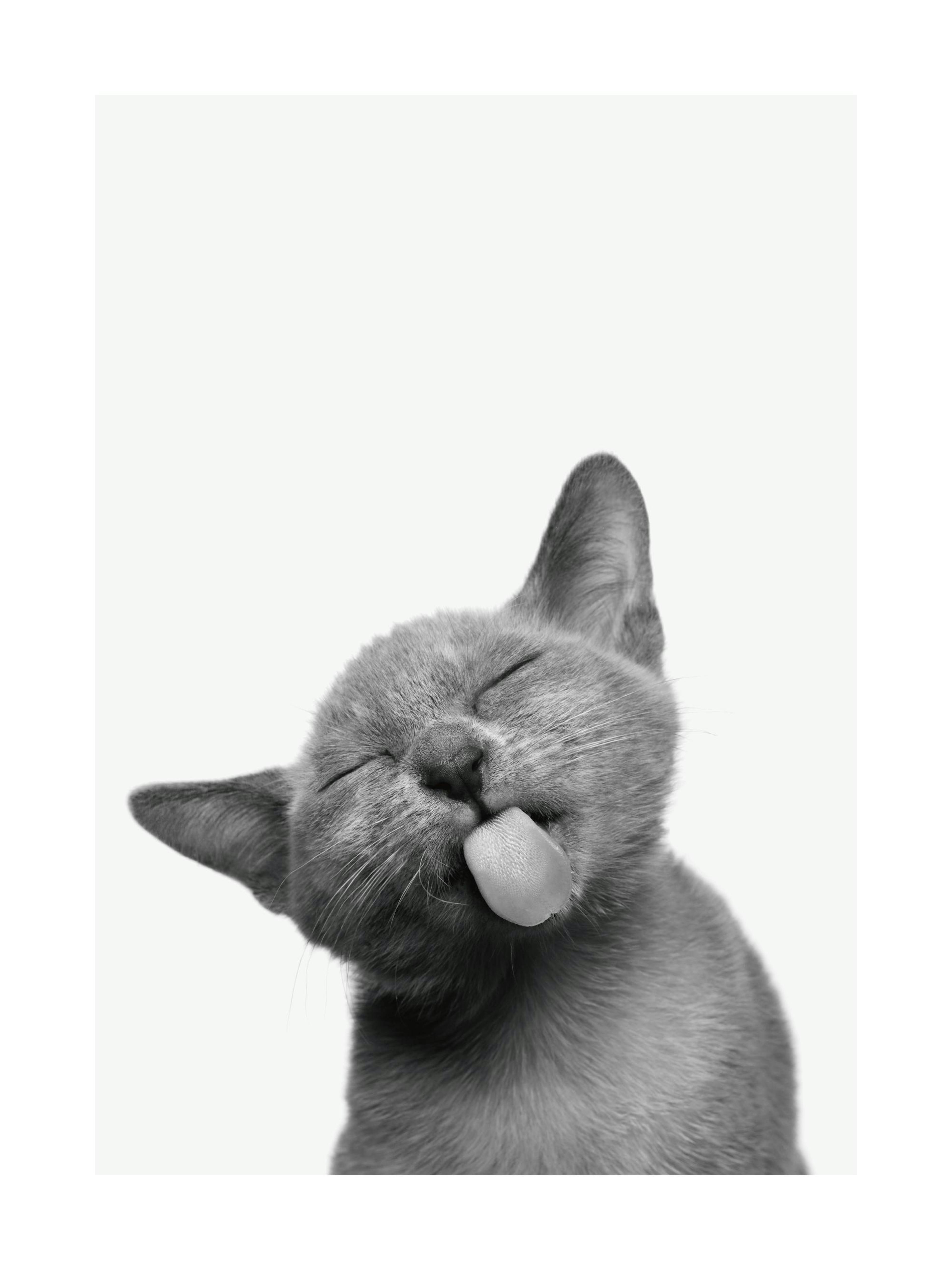 Cat Poster thumbnail