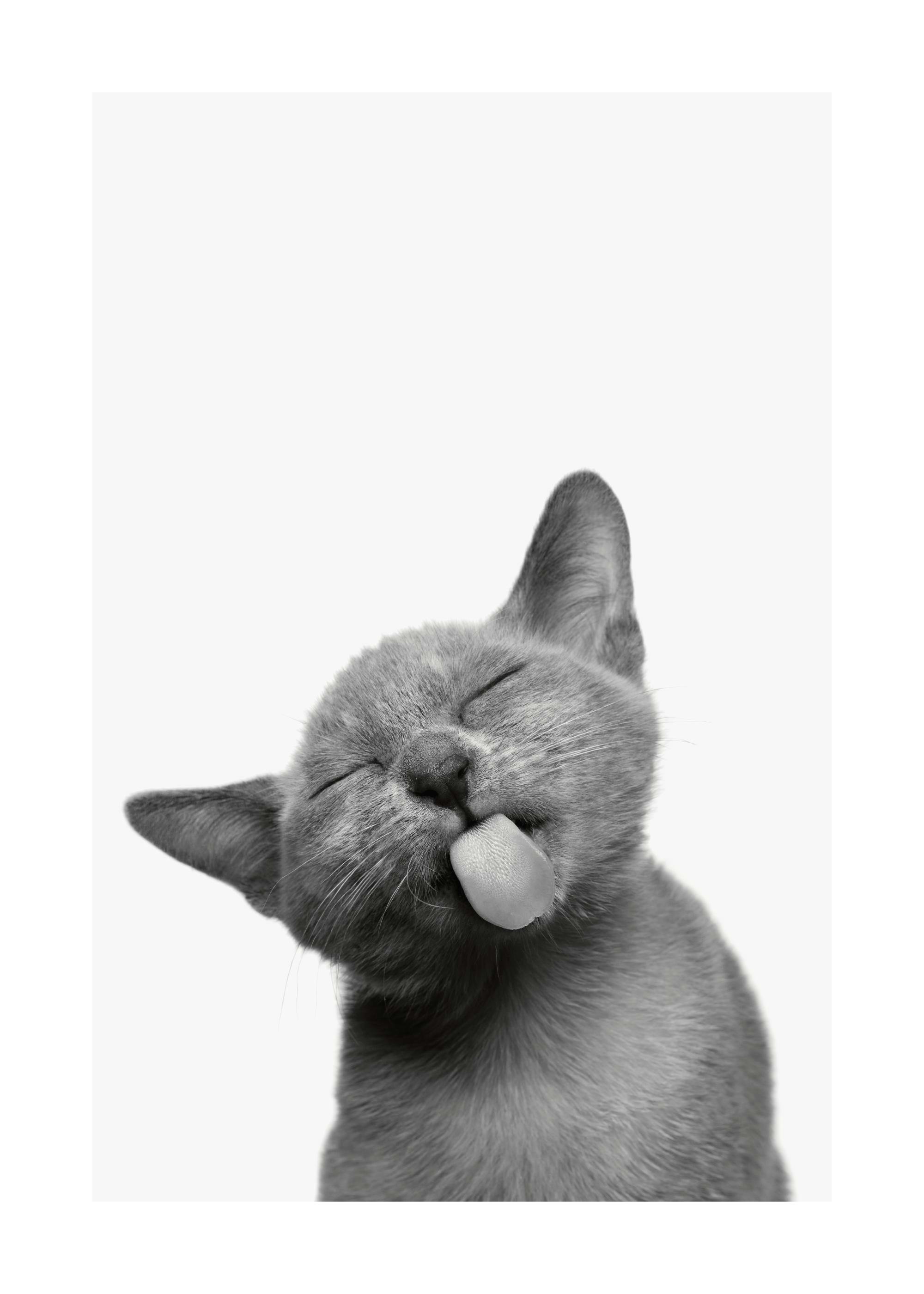 Katzen Poster 0