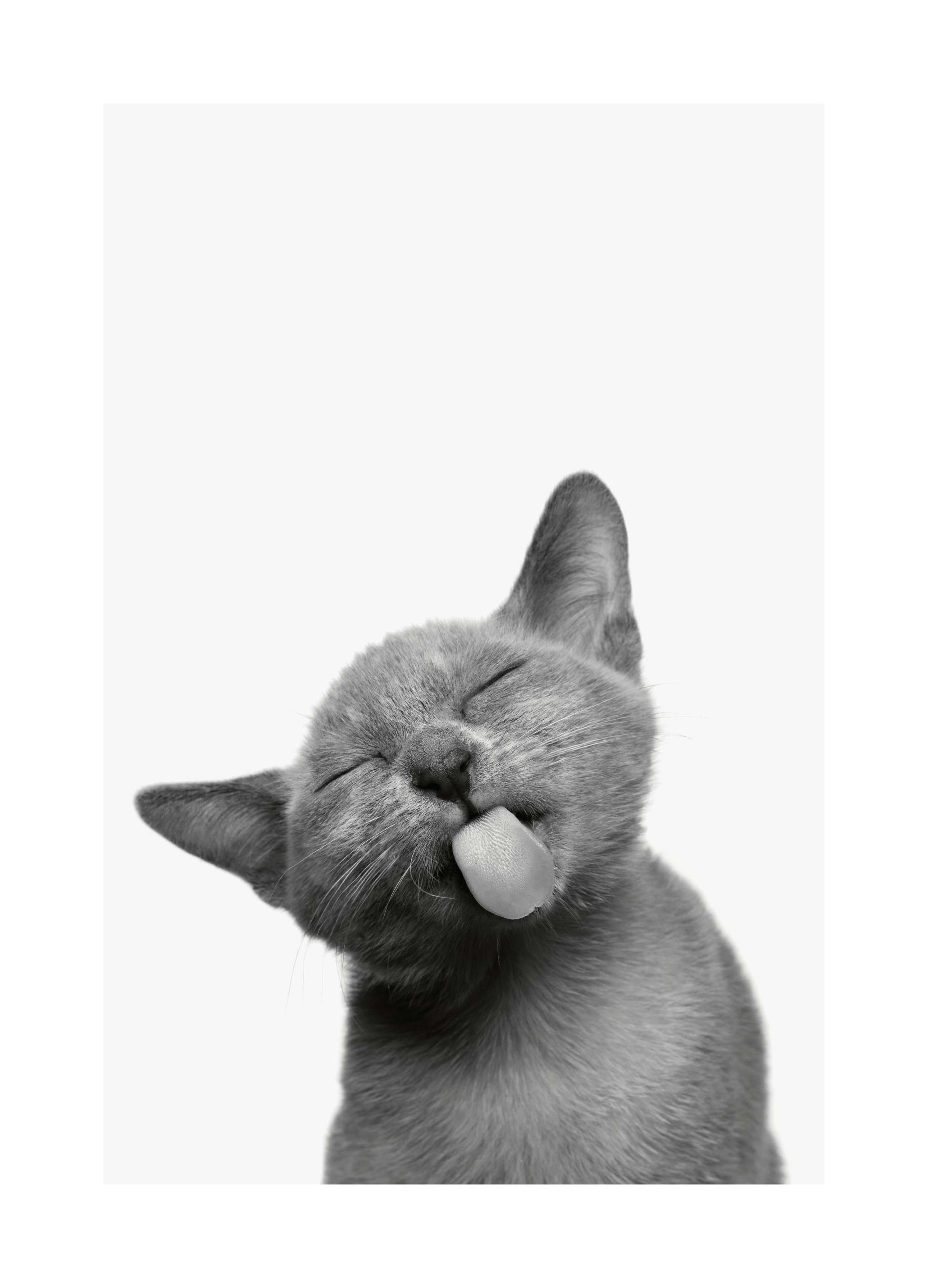 Kat Poster (21x30 cm) - Poster Store