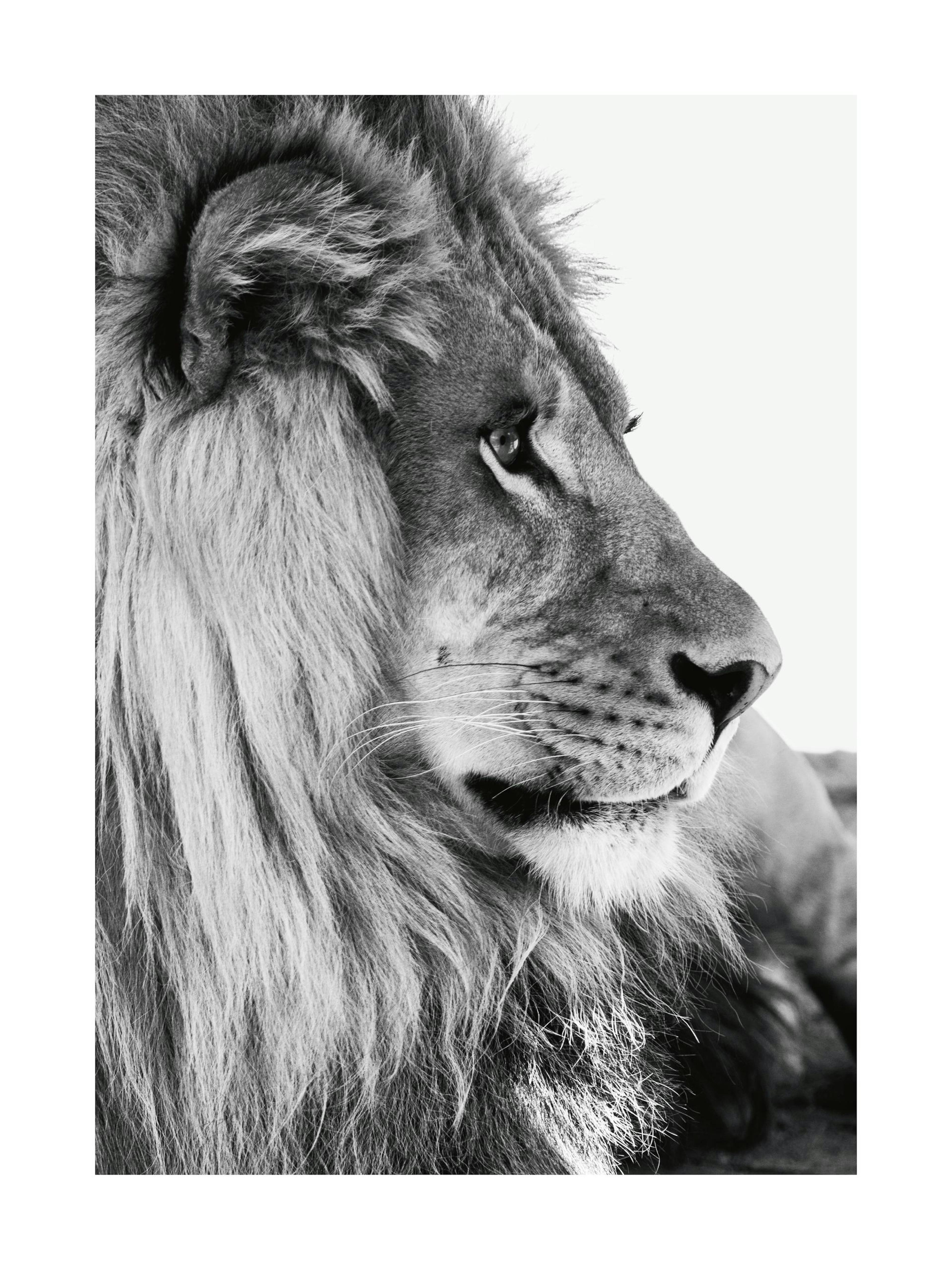 Lion From Side Poster thumbnail