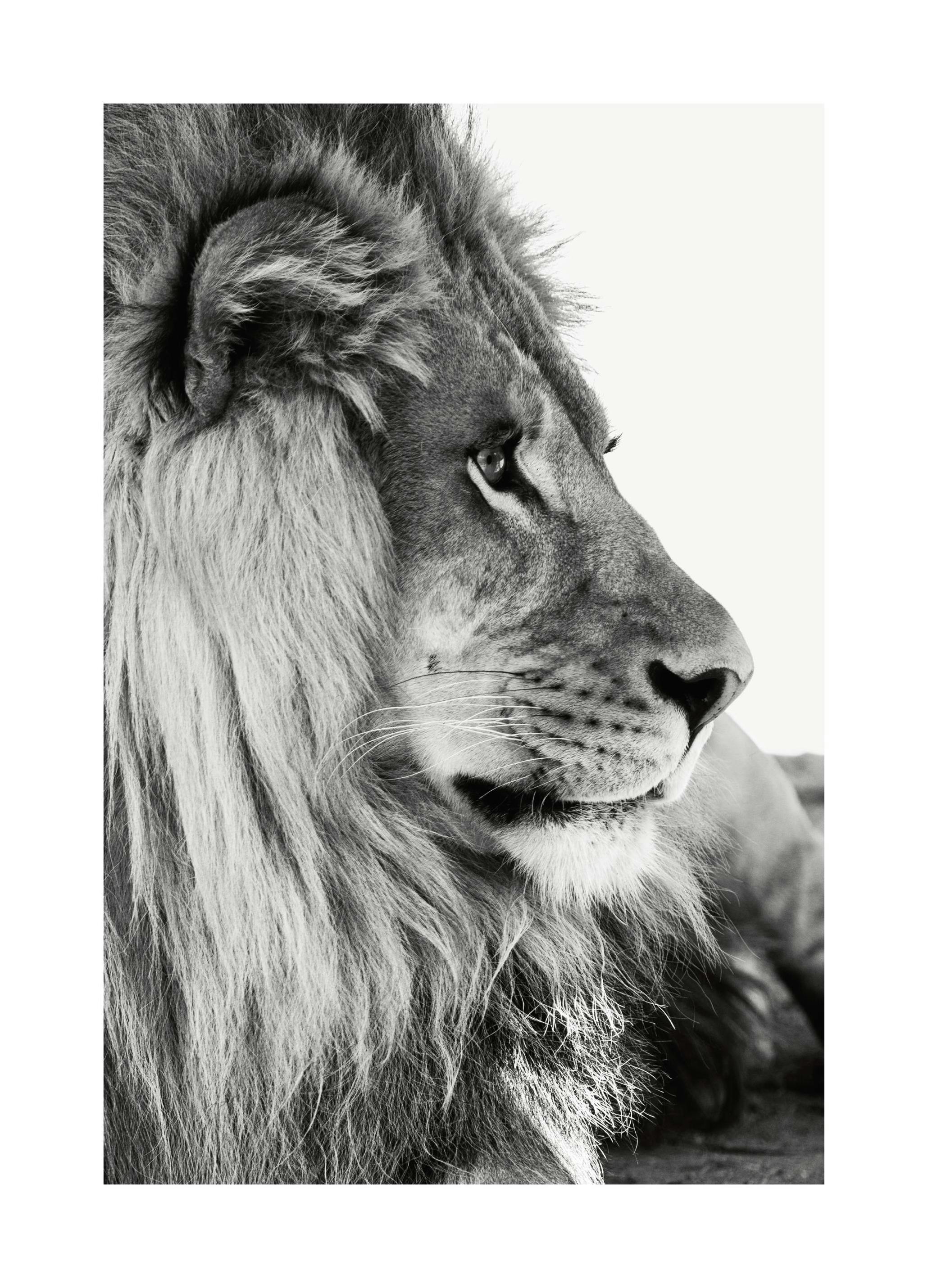 Lion de Profil Poster (30x40 cm) - Poster Store