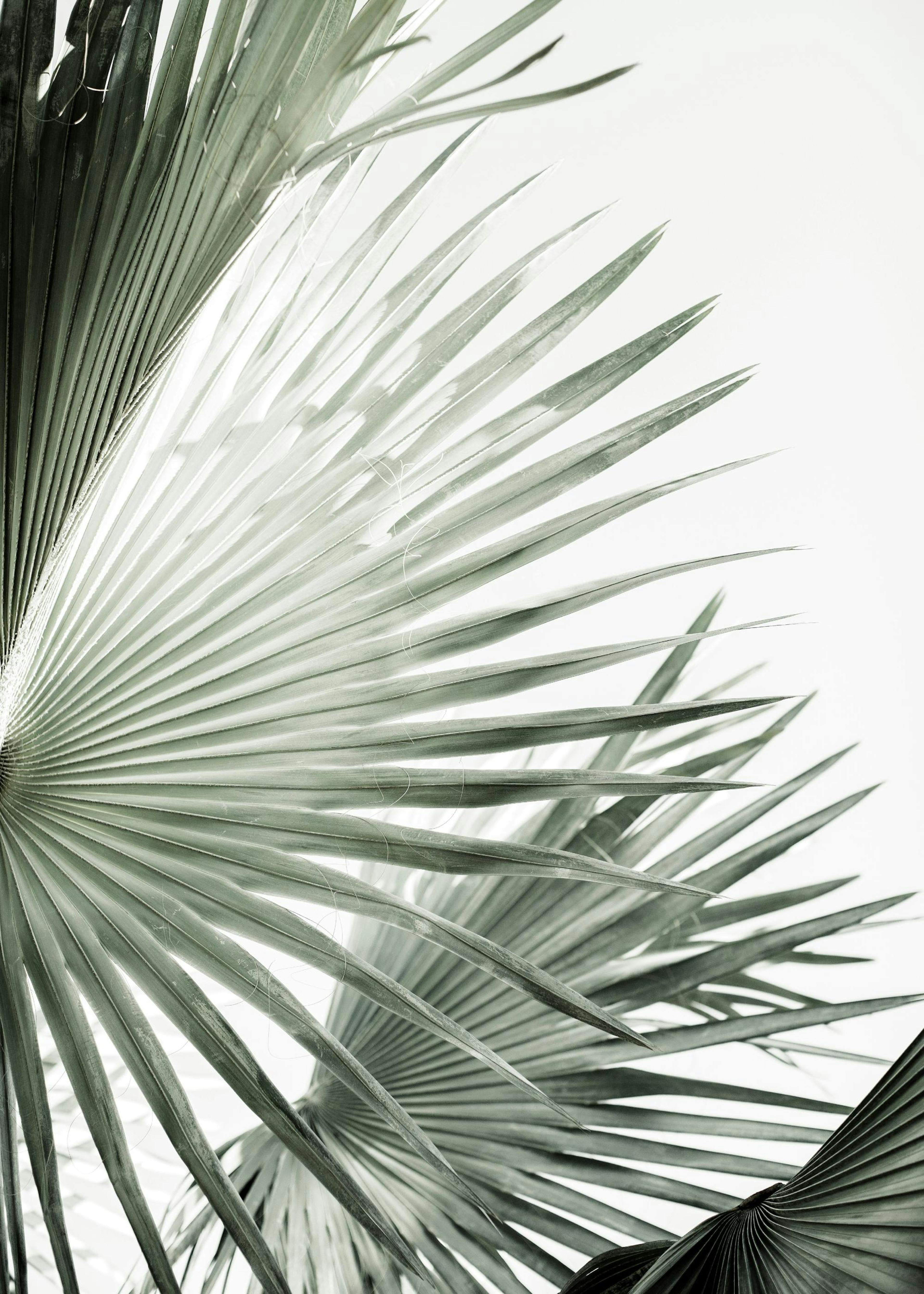 Green Palm Leaves No2 Poster 0