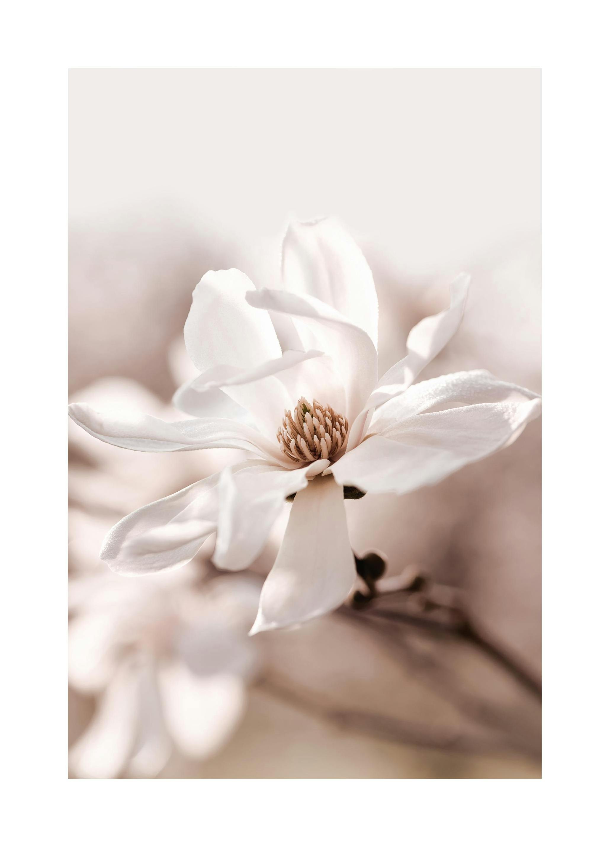 Magnolia Blomst Plakat (21x30 cm) - Poster Store